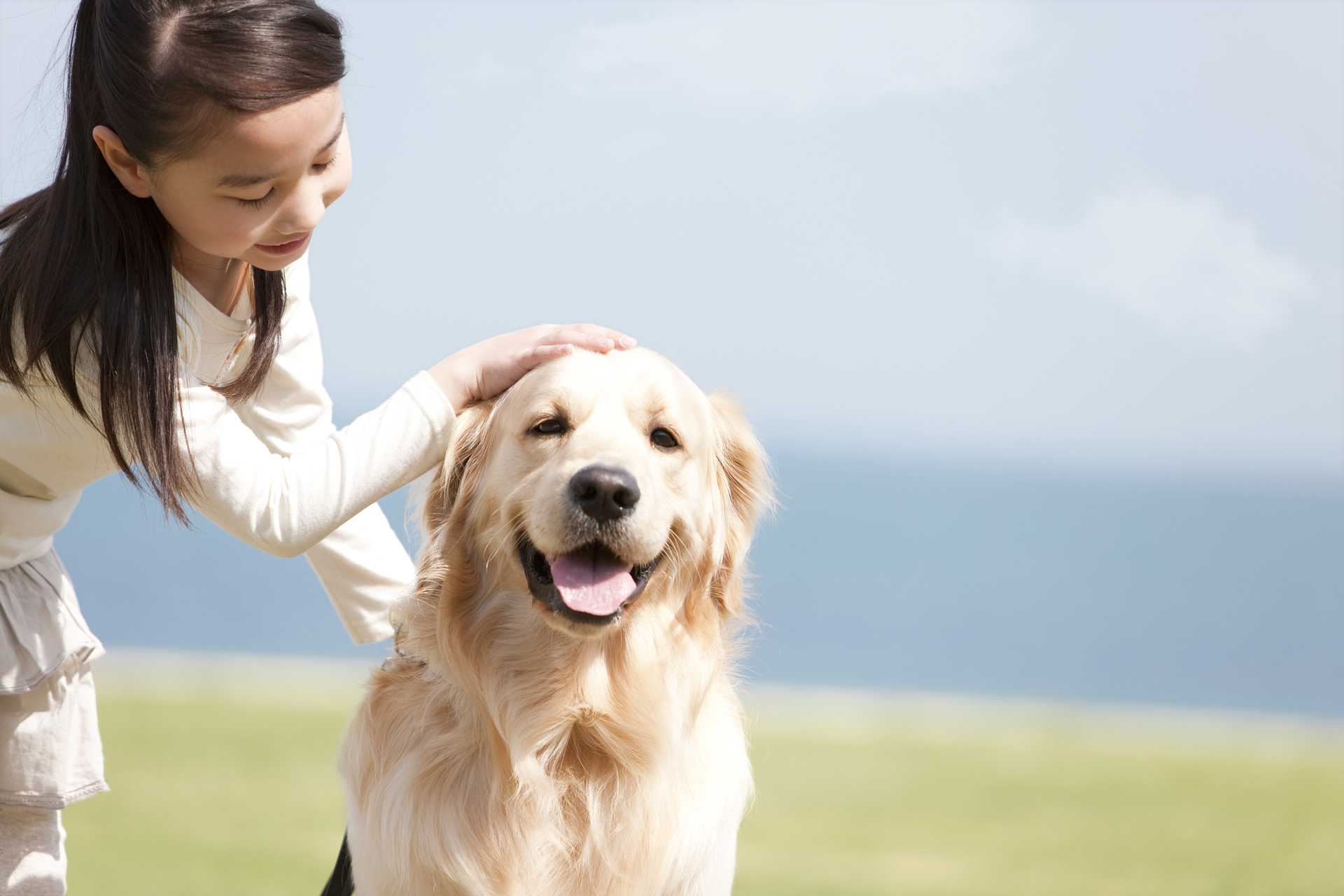 頭をなでられるのを嫌がる犬の気持ち 犬との愛情を育む30の育て方 Happy Lifestyle