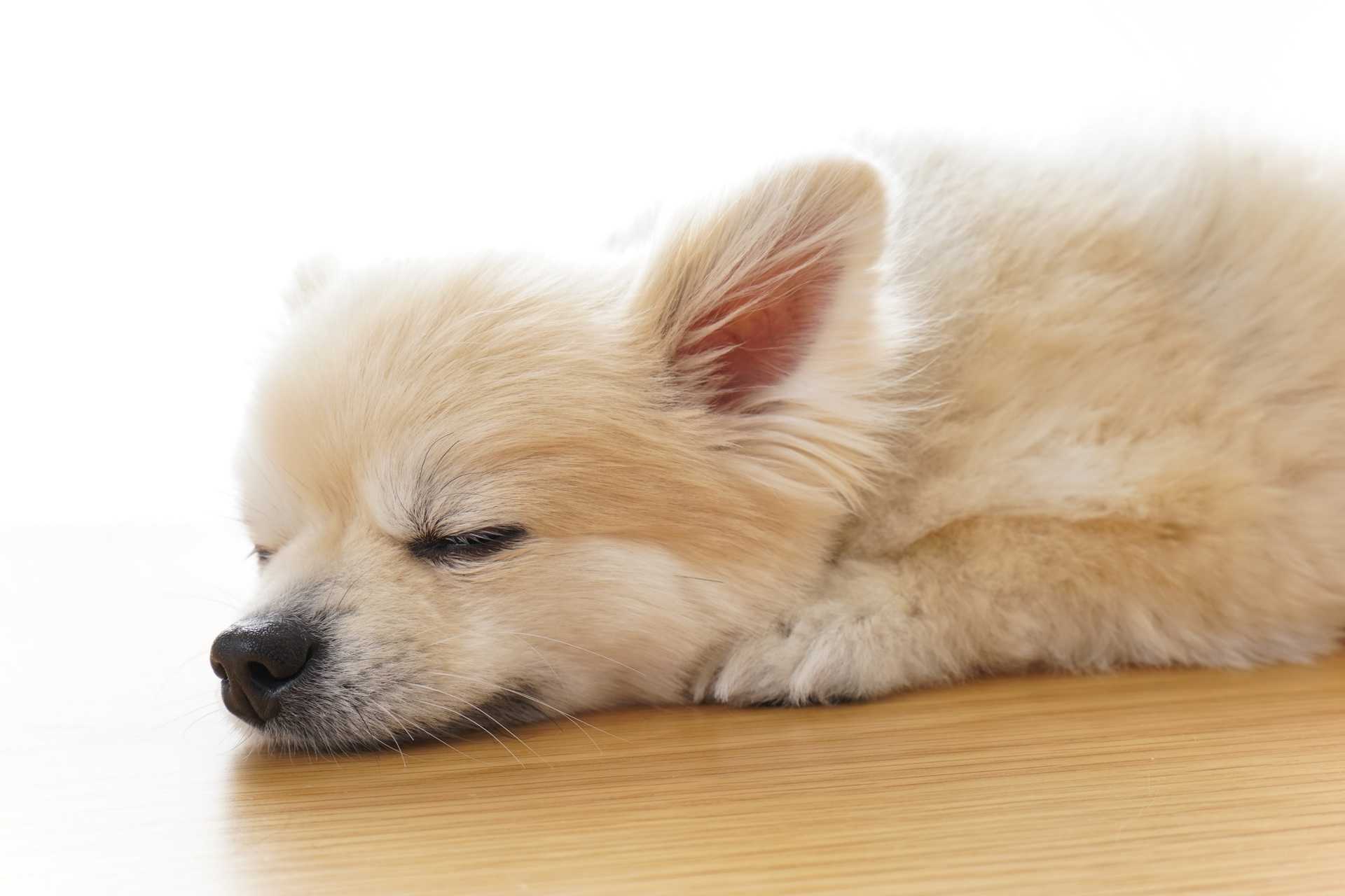 犬は死ぬ直前 意外な行動に出る 犬との愛情を育む30の育て方 Happy Lifestyle