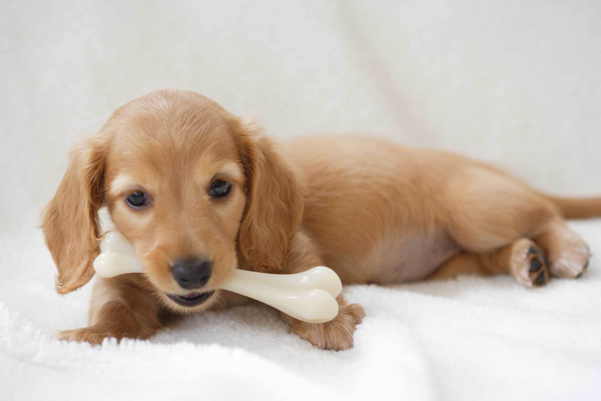 幼犬 と 成犬 とでは かじる意味が少し異なる 犬を上手にしつける30の方法 Happy Lifestyle