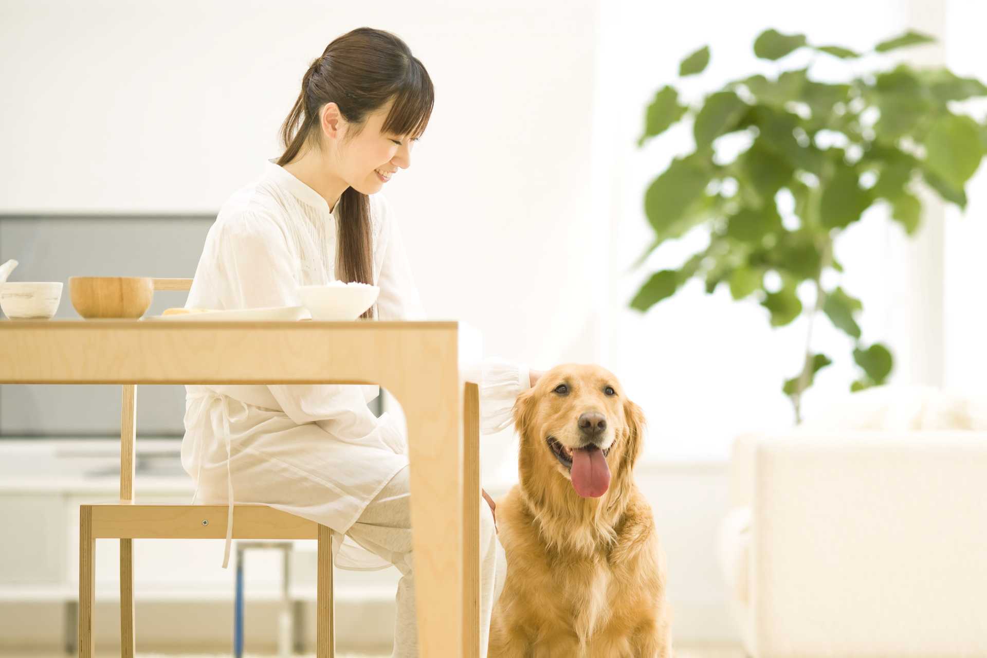 飼い主の聖域に 犬を踏み込ませない 犬を上手にしつける30の方法 Happy Lifestyle