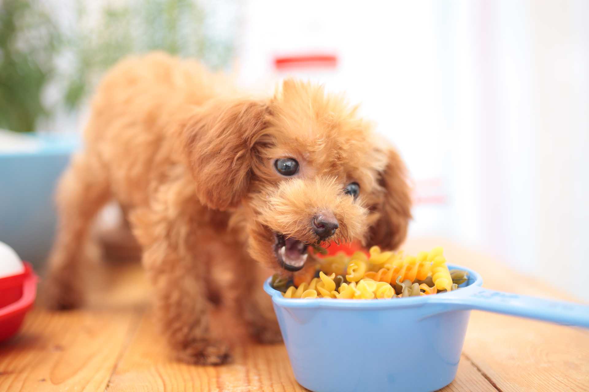 食事中にかまってやると、うなり始める理由。 犬を上手にしつける30の方法 HAPPY LIFESTYLE