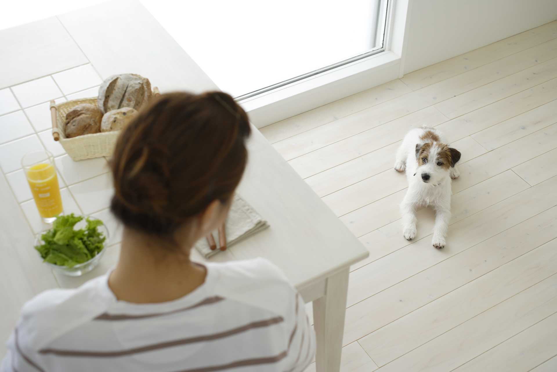 飼い主と犬との食事の順番は 主従関係に影響する 犬を上手にしつける30の方法 Happy Lifestyle