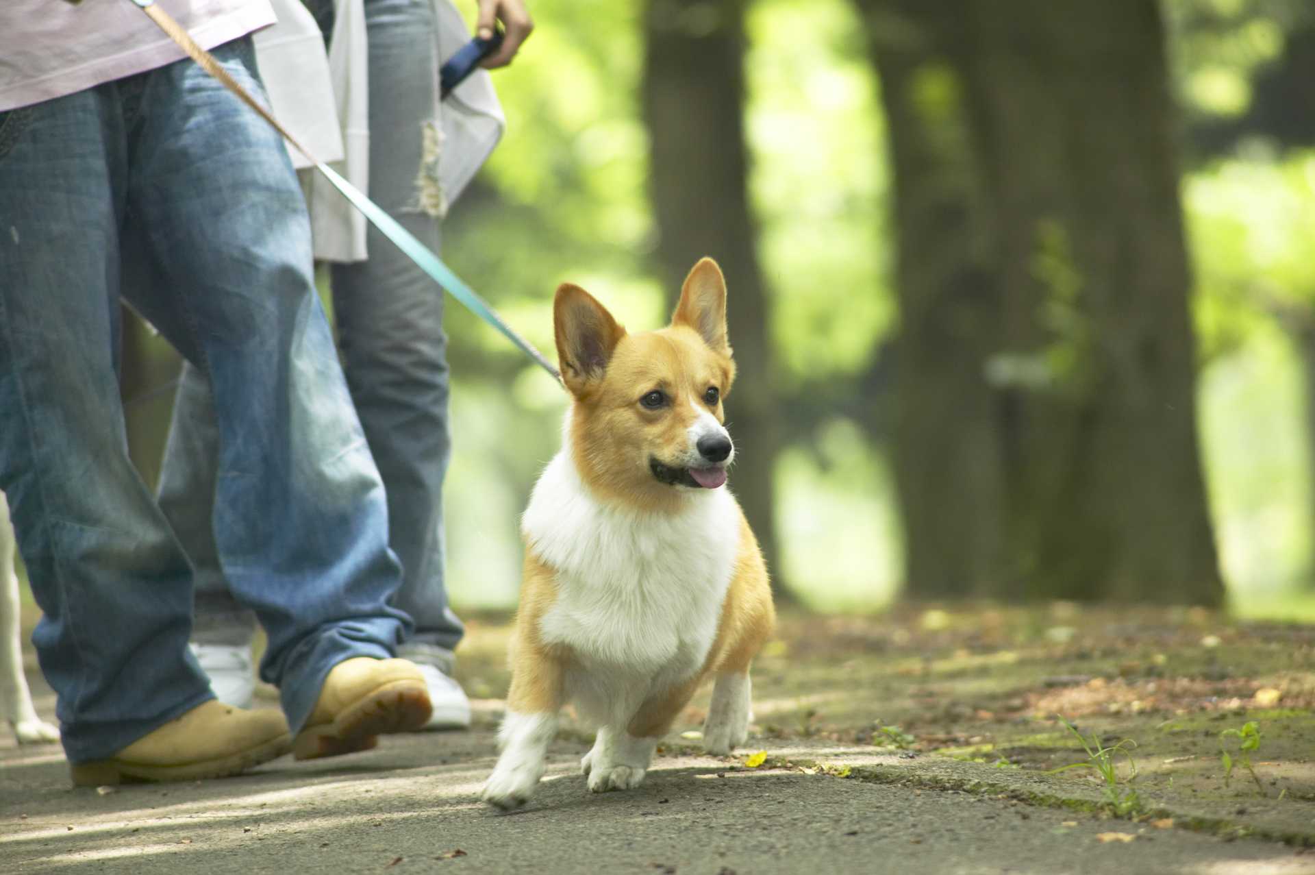 犬のマーキング行為は 存在のアピールをする重要な役目を果たす 犬の気持ちを理解しながら育てる30の方法 Happy Lifestyle