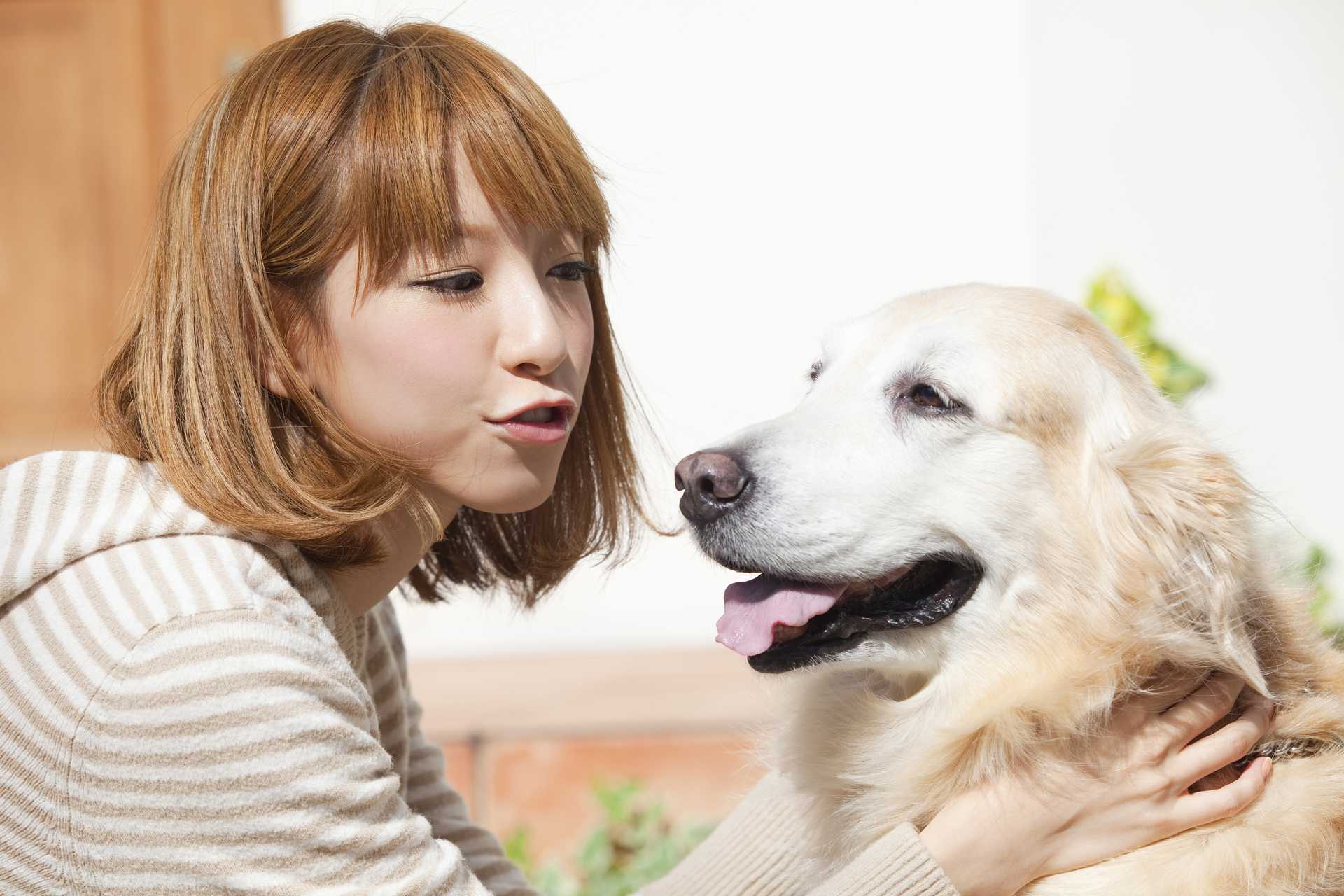 犬のよだれは 人の汗に相当する 犬の気持ちを理解しながら育てる30の方法 Happy Lifestyle