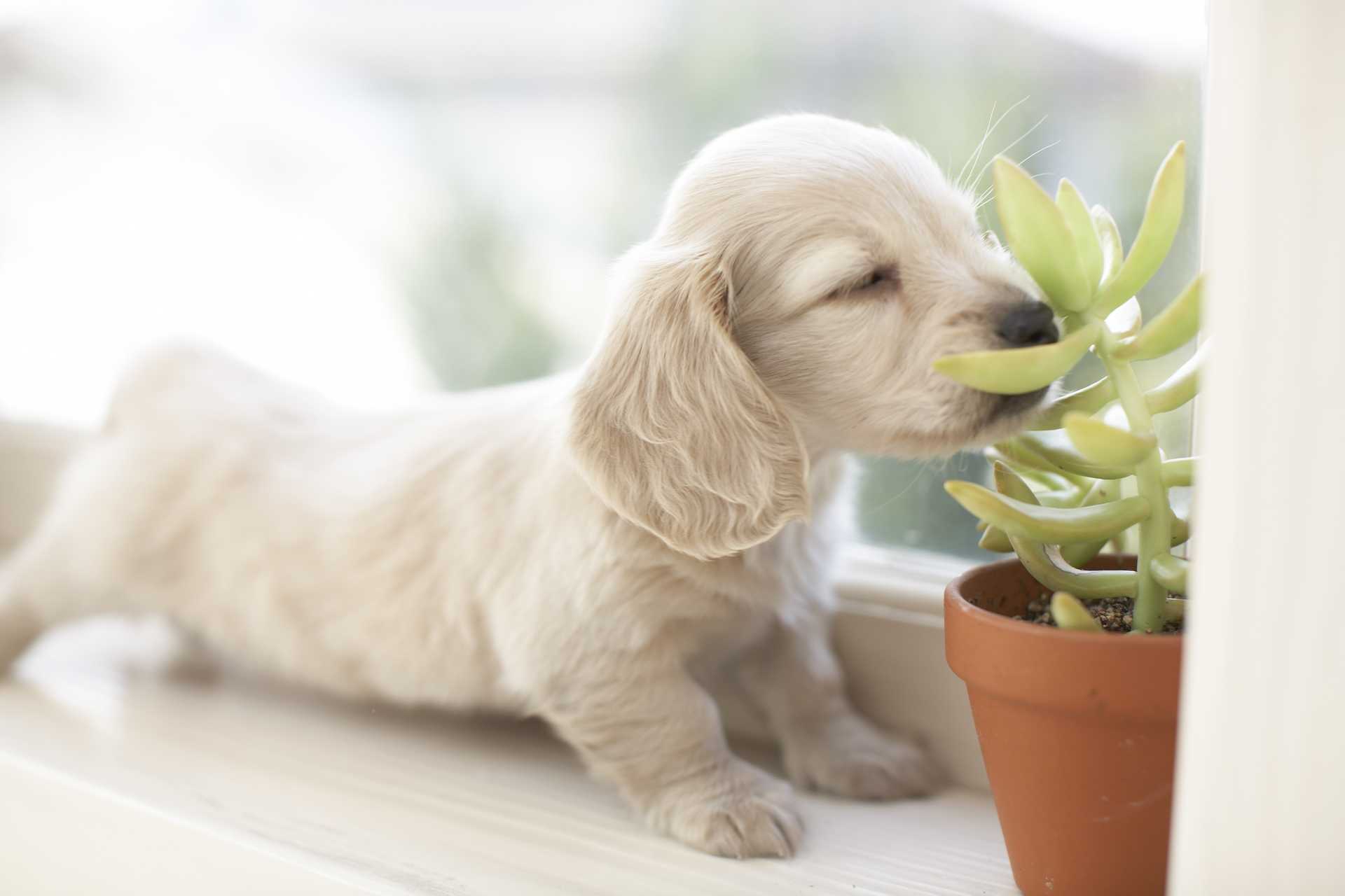 においを嗅ぎ回る犬は 人がニュースを確かめることに相当する 犬の気持ちを理解しながら育てる30の方法 Happy Lifestyle