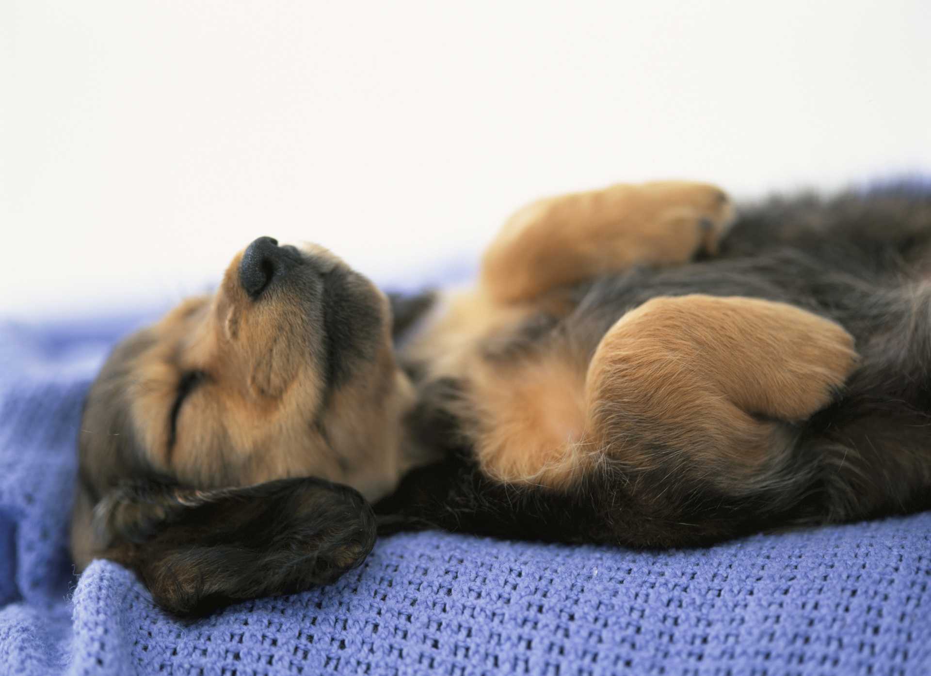 犬が変なポーズで寝始めたら 飼い主は大喜びしていい 犬の気持ちを理解しながら育てる30の方法 Happy Lifestyle