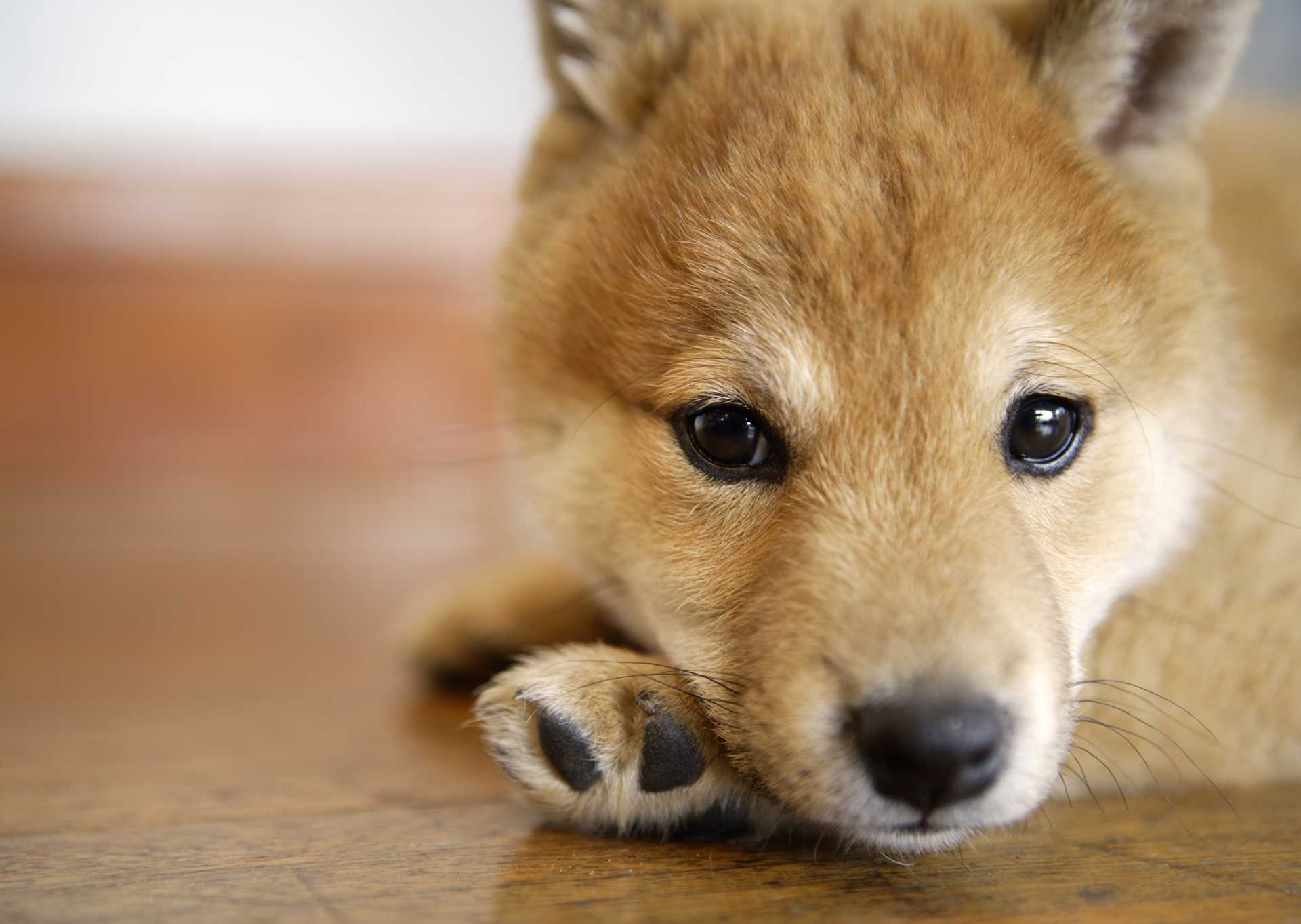 犬の気持ちを理解しながら育てる30の方法 Happy Lifestyle