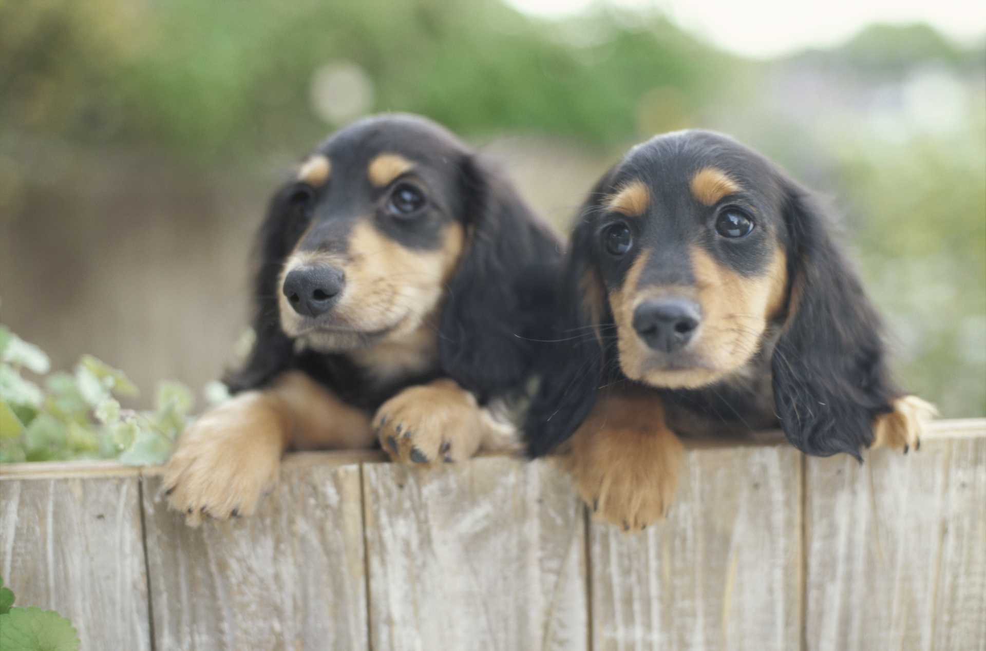 屋外で飼うなら 犬の立場になって考える必要がある 犬の気持ちを理解しながら育てる30の方法 Happy Lifestyle