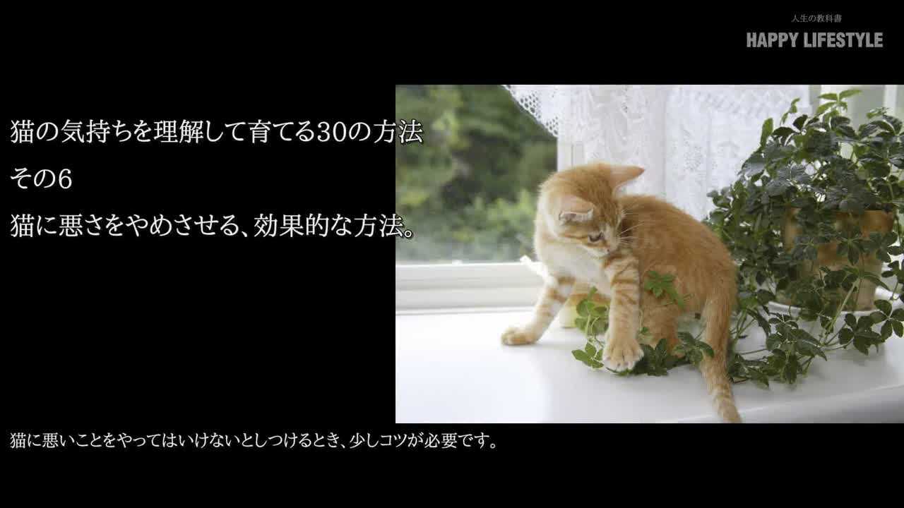 猫に悪さをやめさせる 効果的な方法 猫の気持ちを理解しながら育てる30の方法 Happy Lifestyle