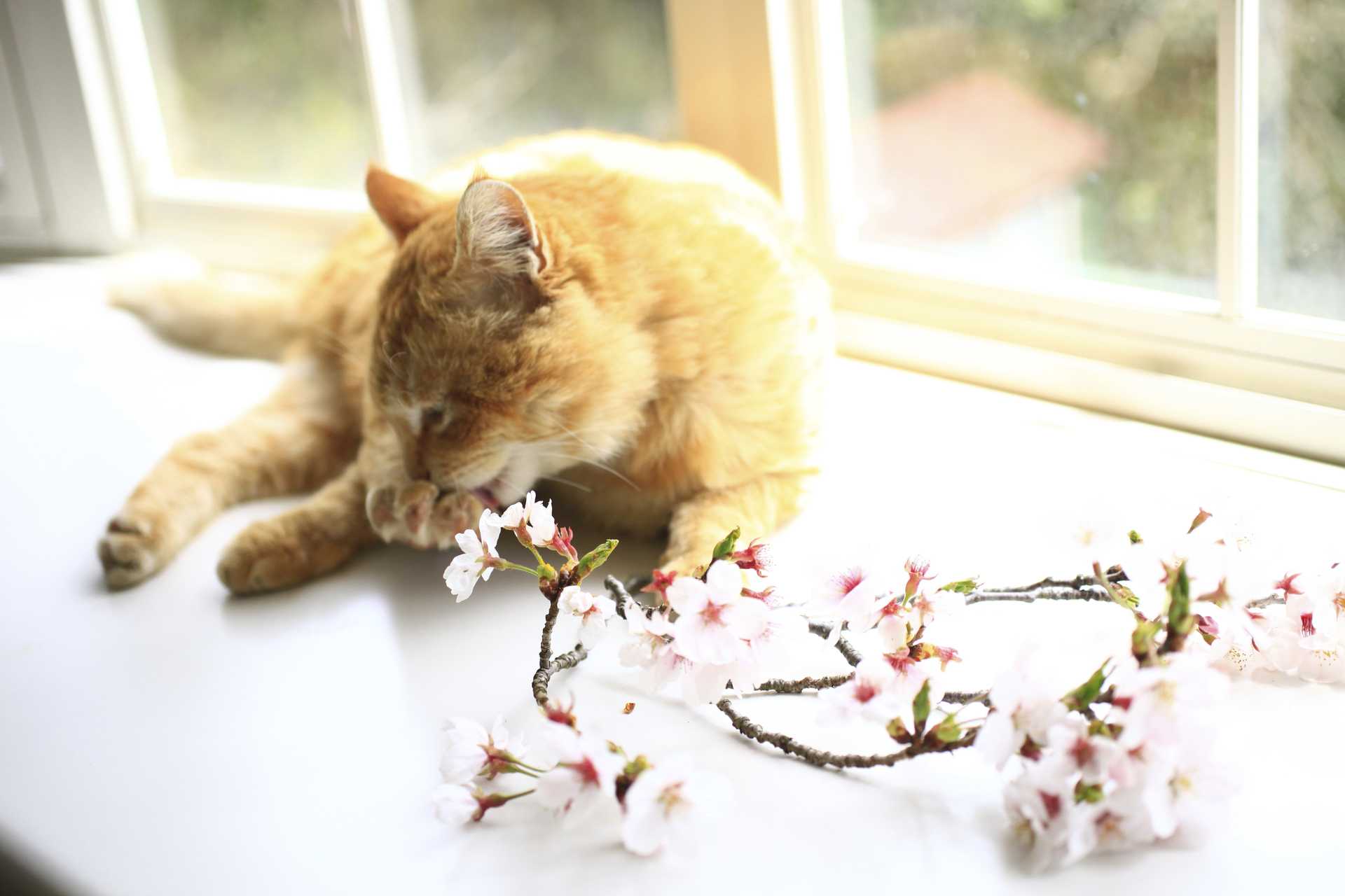 猫の体を洗う頻度は 1 2カ月に1回程度でいい 猫の気持ちを理解しながら育てる30の方法 Happy Lifestyle