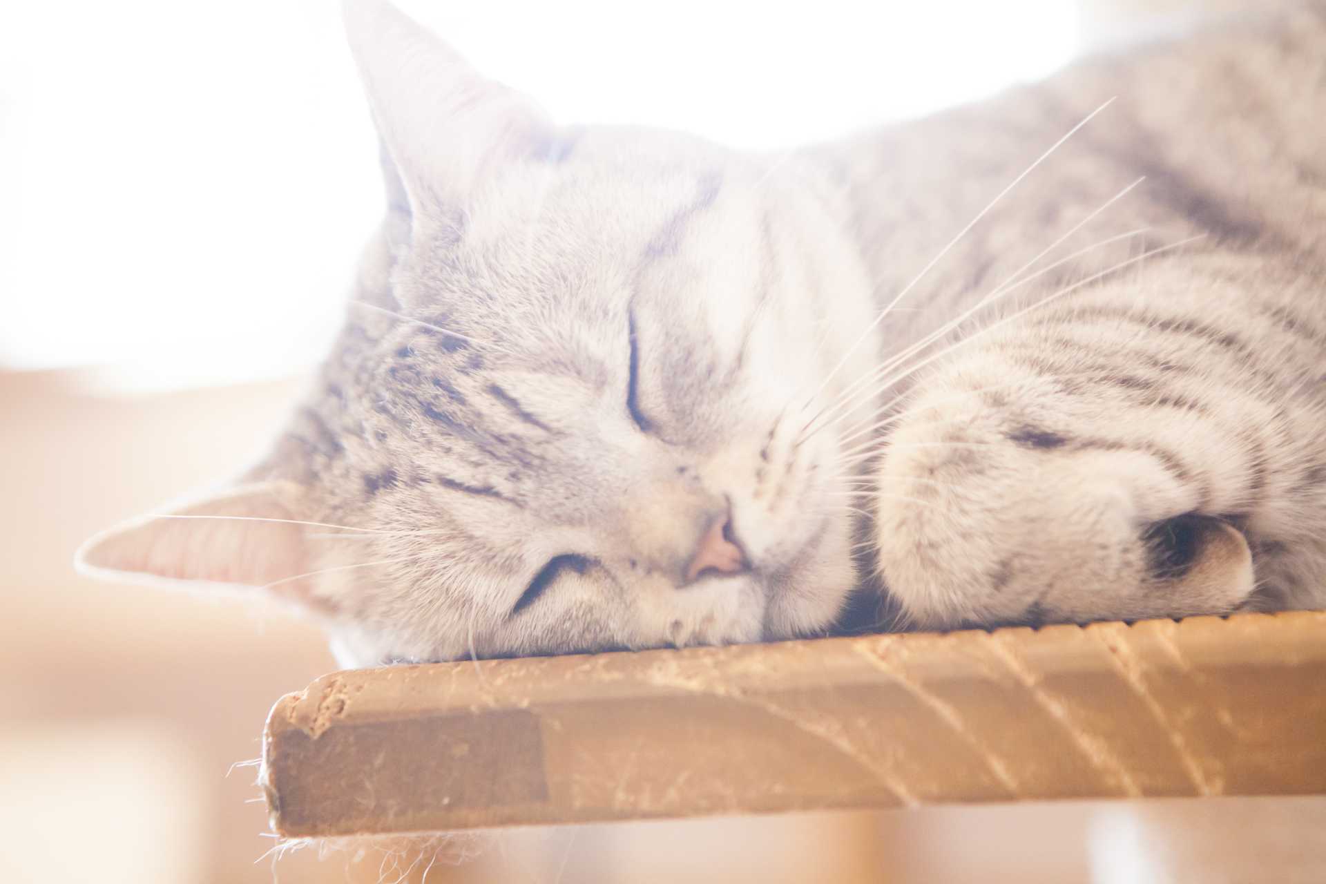 【猫が嫌いな10の理由】あなたはトラウマ ...