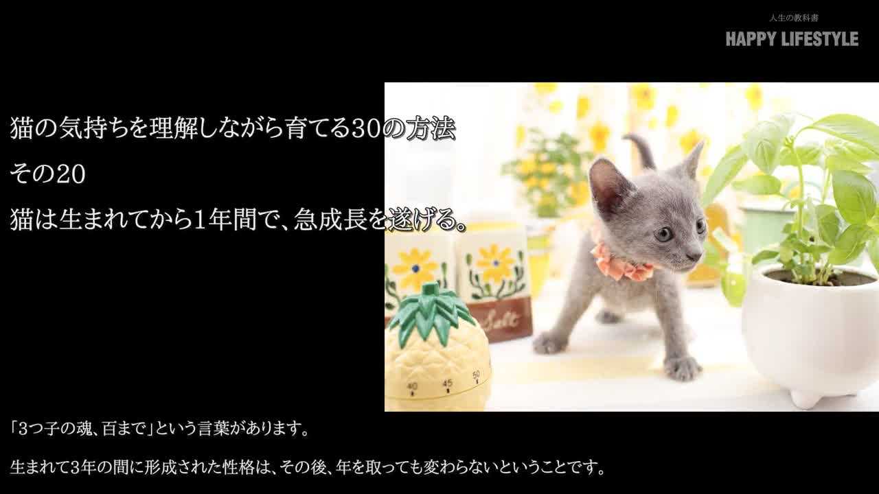 猫は生まれてから1年間で 急成長を遂げる 猫の気持ちを理解しながら育てる30の方法 Happy Lifestyle