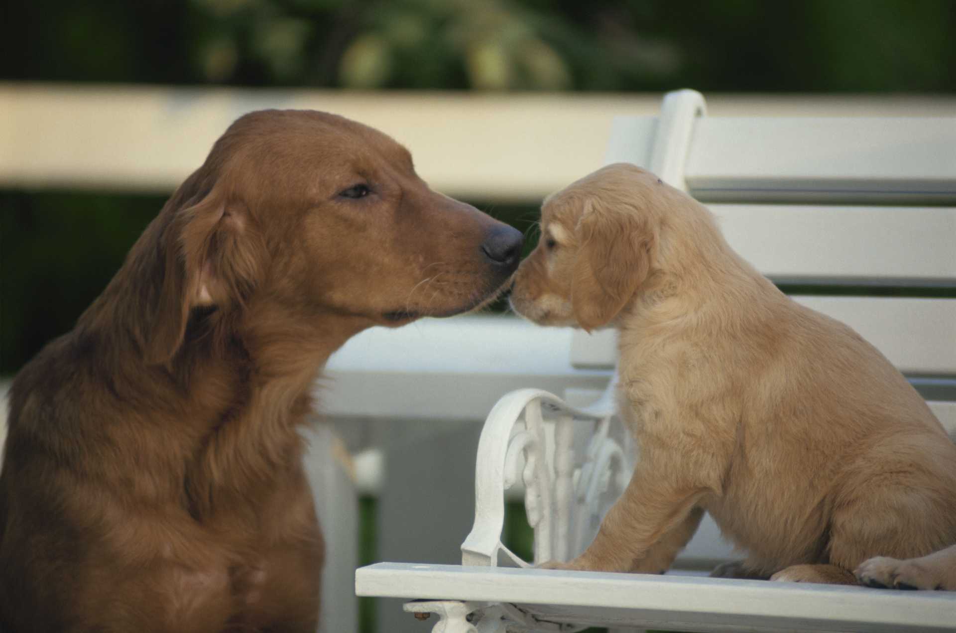 親犬が子犬を噛むけど 止めたほうがいいの 犬についての30の質問 Happy Lifestyle 親犬が子犬を噛むけど 止めたほうがいいの 犬についての30の質問 Happy Lifestyle