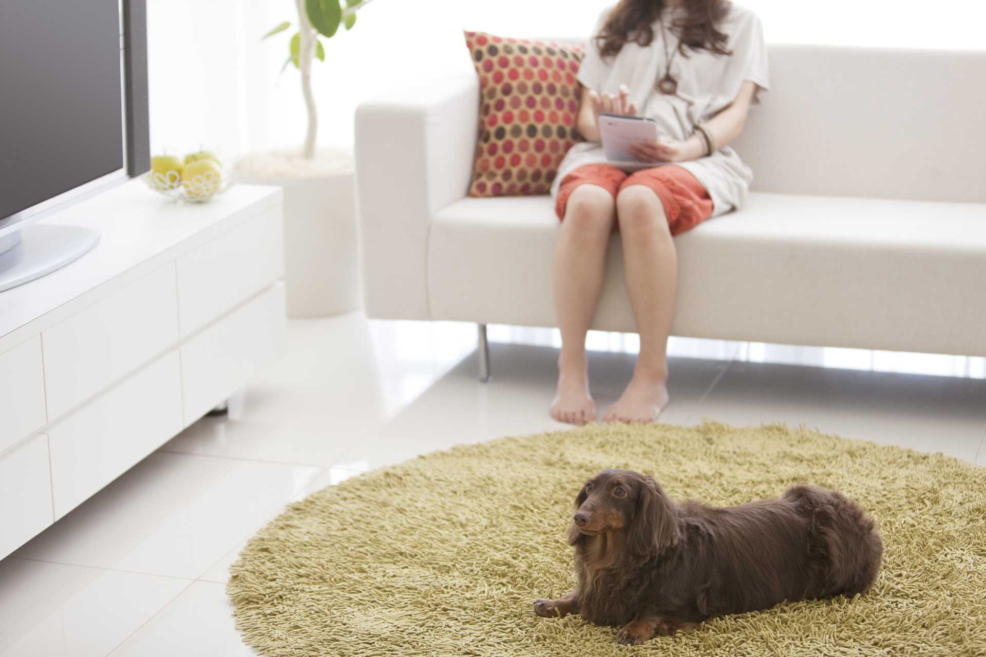 犬が飼い主にもたれたり 乗ったりするのはダメ 犬についての30の質問 Happy Lifestyle