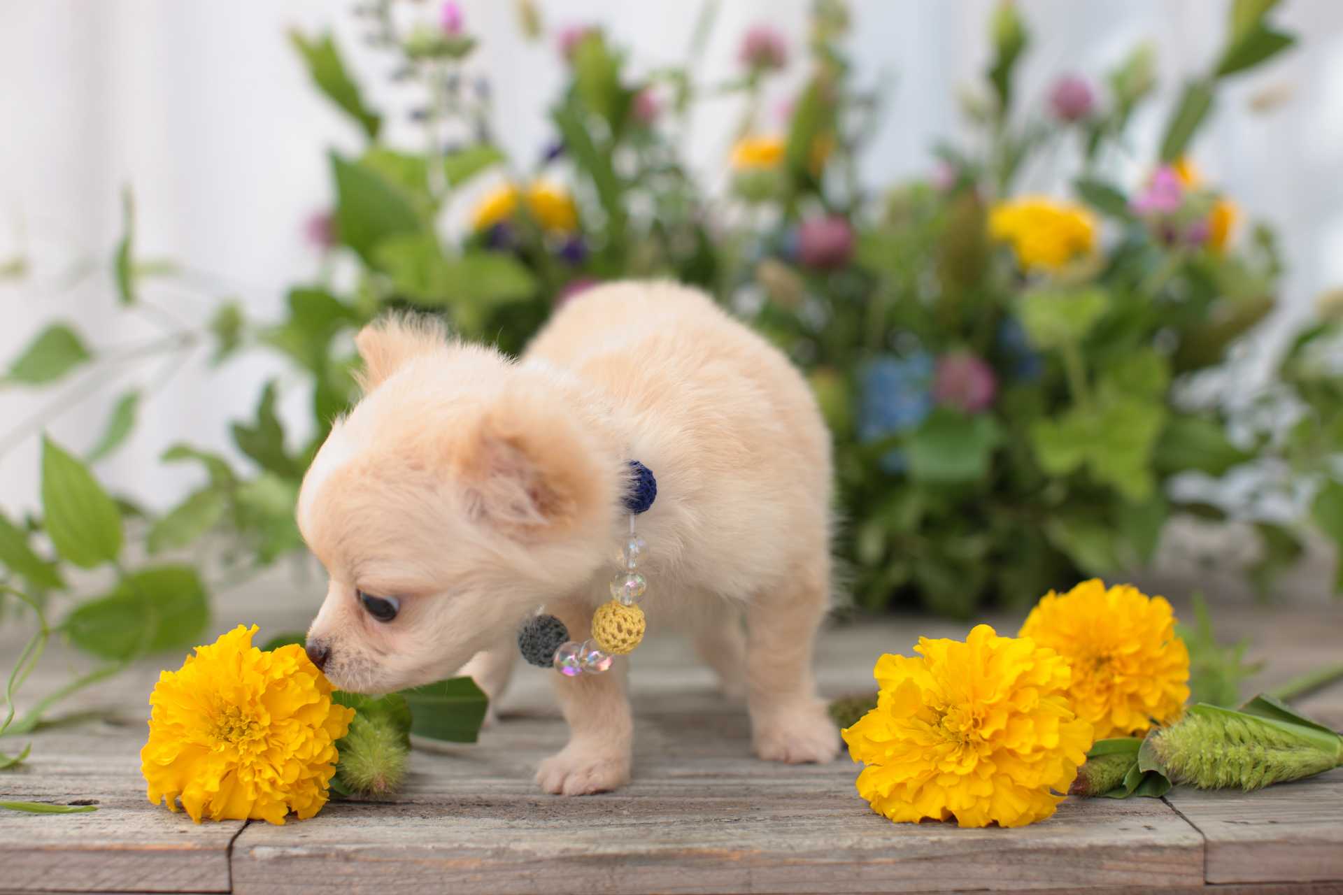 なぜ犬はいつも穴を掘って 何かを隠そうとするの 犬についての30の質問 Happy Lifestyle