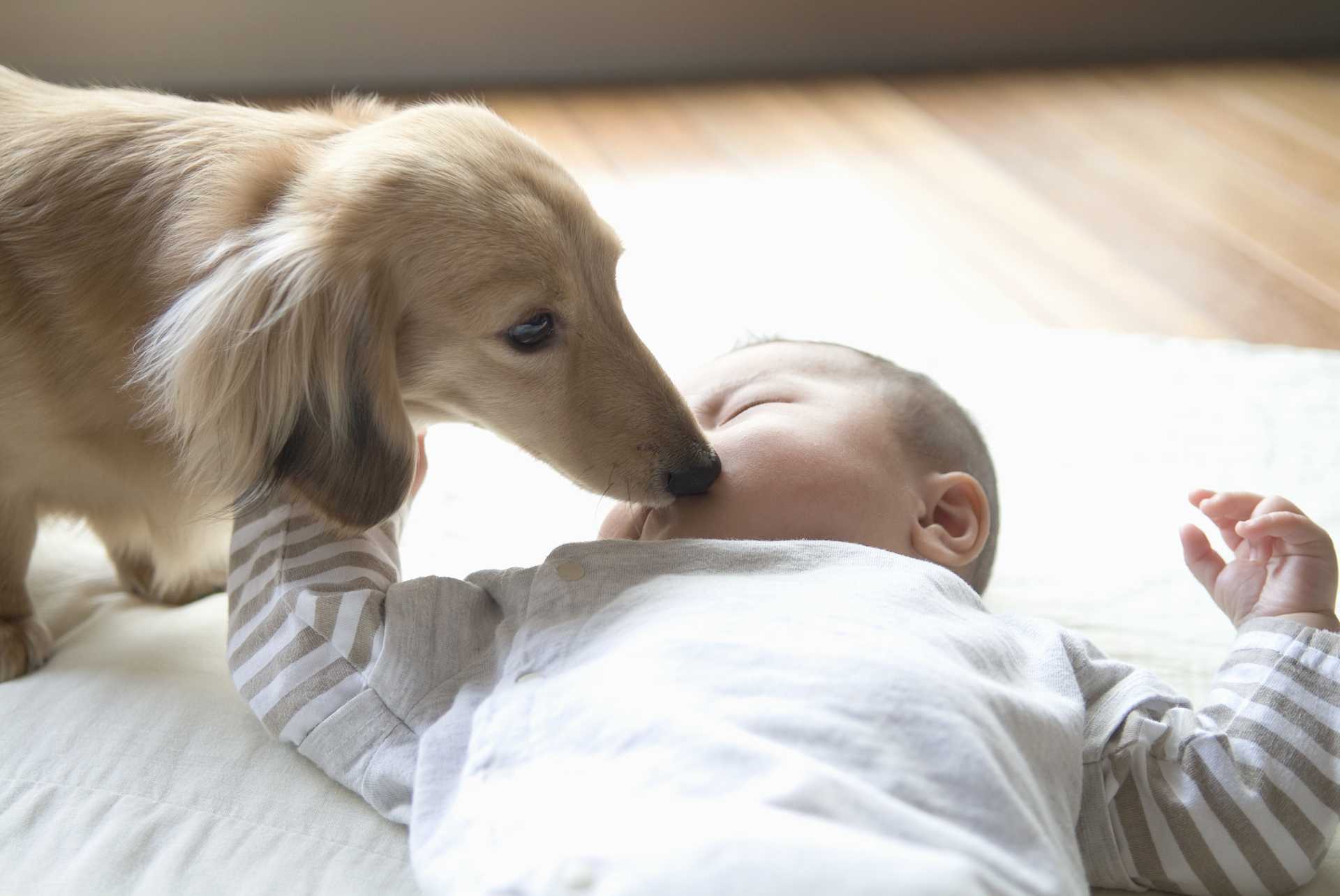 赤ちゃんが生まれてから 急に犬の態度が悪くなる2つの理由 犬についての30の質問 Happy Lifestyle