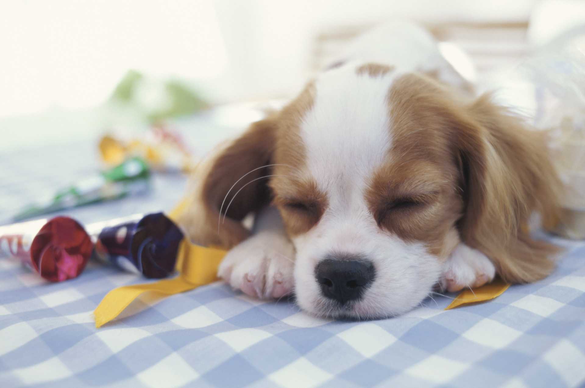 なぜ犬は いつも顎を地面につけて寝ているの 犬についての30の質問 Happy Lifestyle