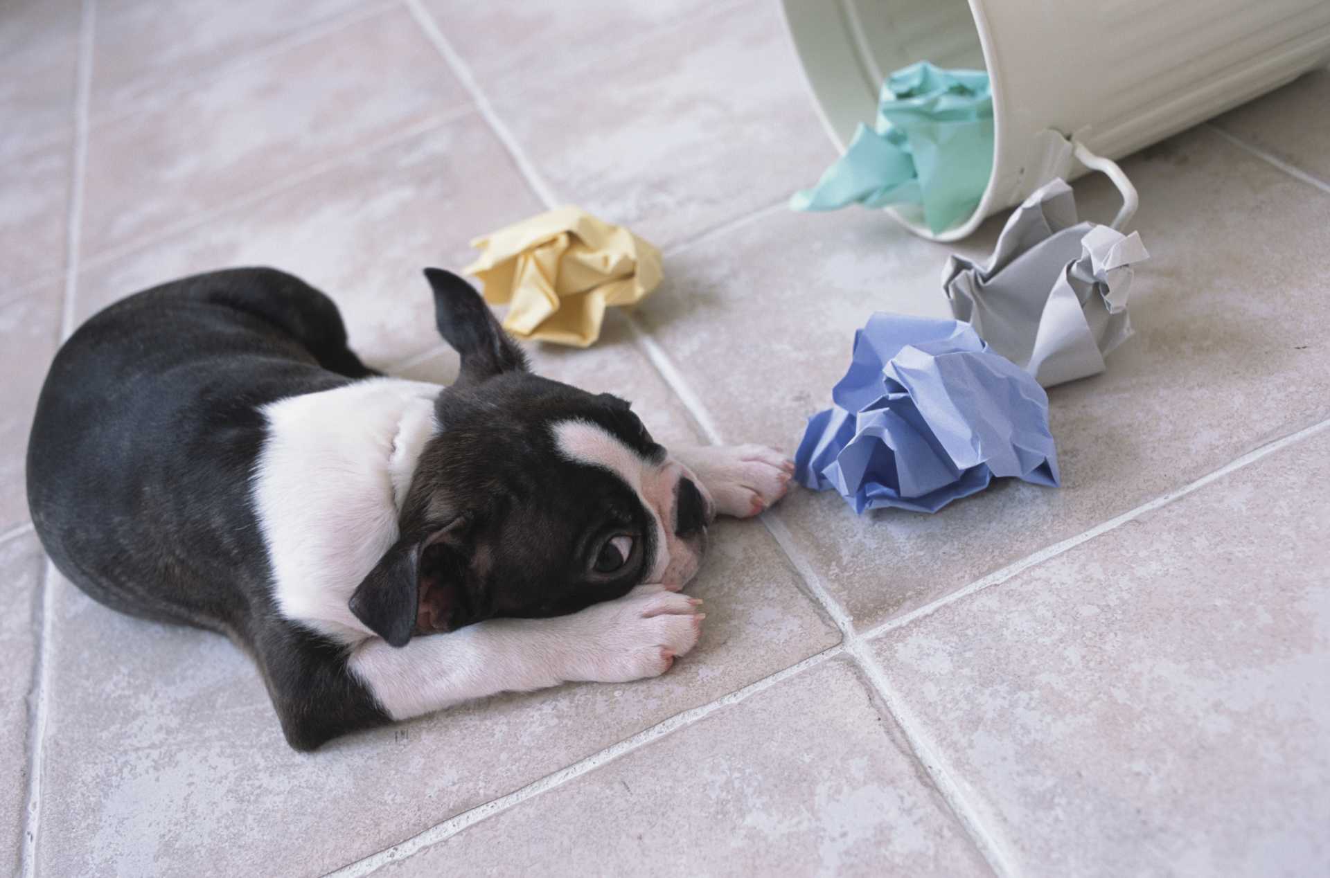 なぜ犬はごみ箱をあさるのが大好きなの 犬についての30の質問 Happy Lifestyle