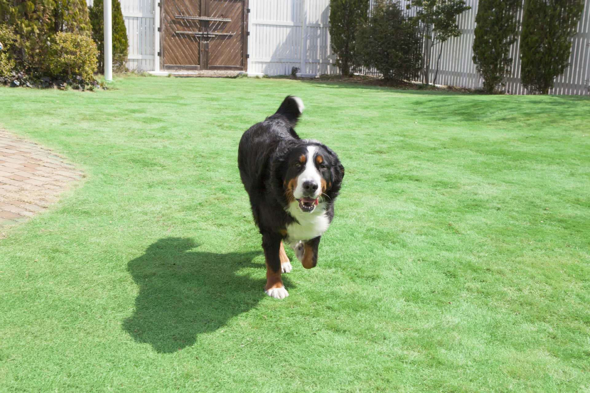 犬にうなられたら ゆっくり離れる 逃げようとしたら 追いかけられる 犬についての30の質問 Happy Lifestyle