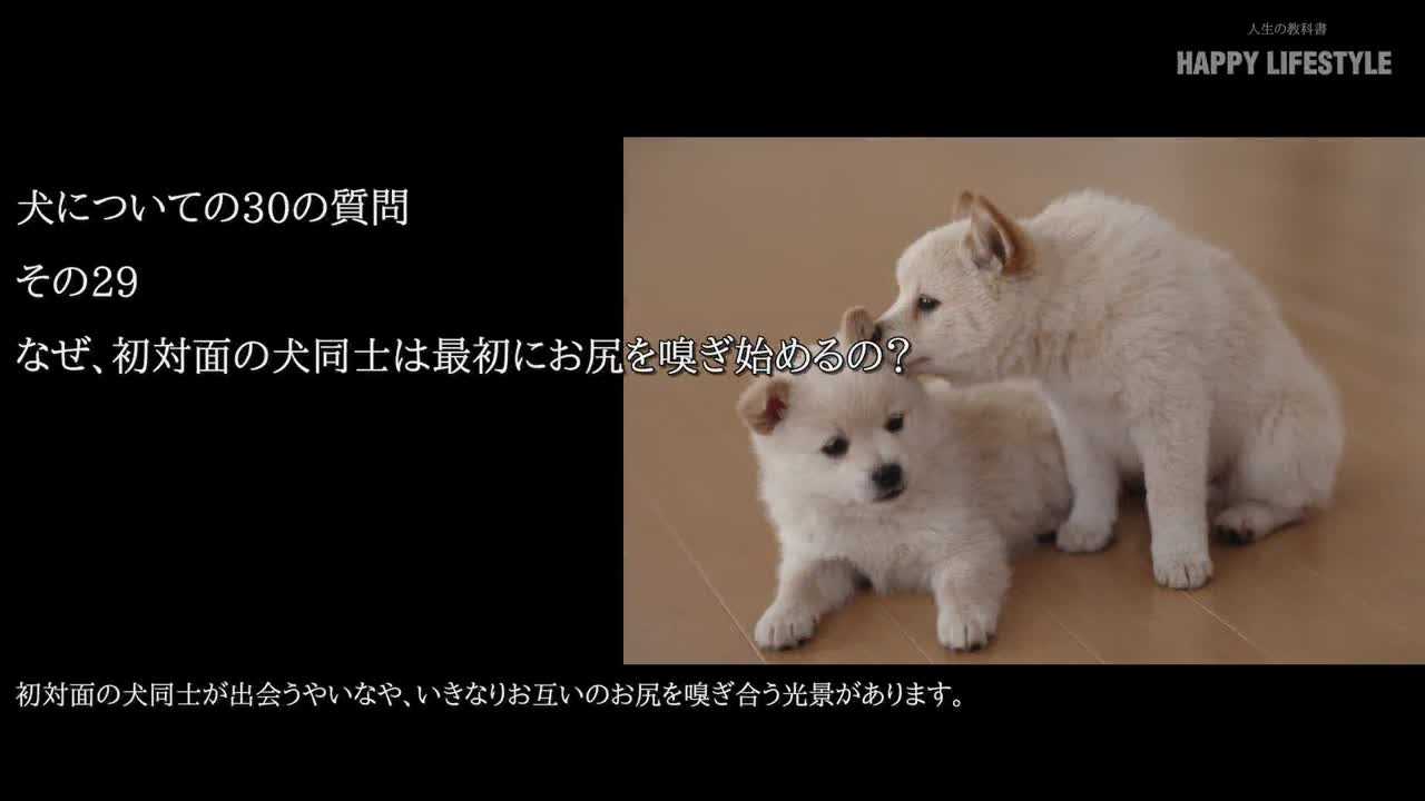 なぜ 初対面の犬同士は最初にお尻を嗅ぎ始めるの 犬についての30の質問 Happy Lifestyle