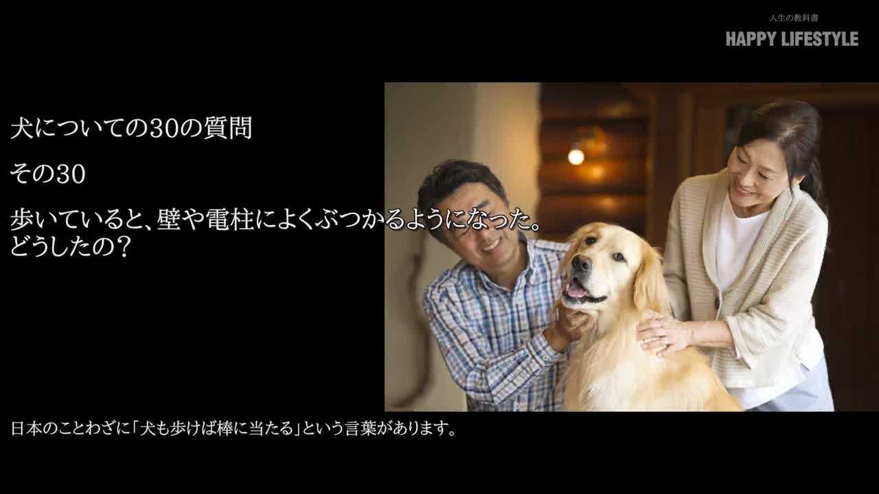 歩いていると 壁や電柱によくぶつかるようになった どうしたの 犬についての30の質問 Happy Lifestyle