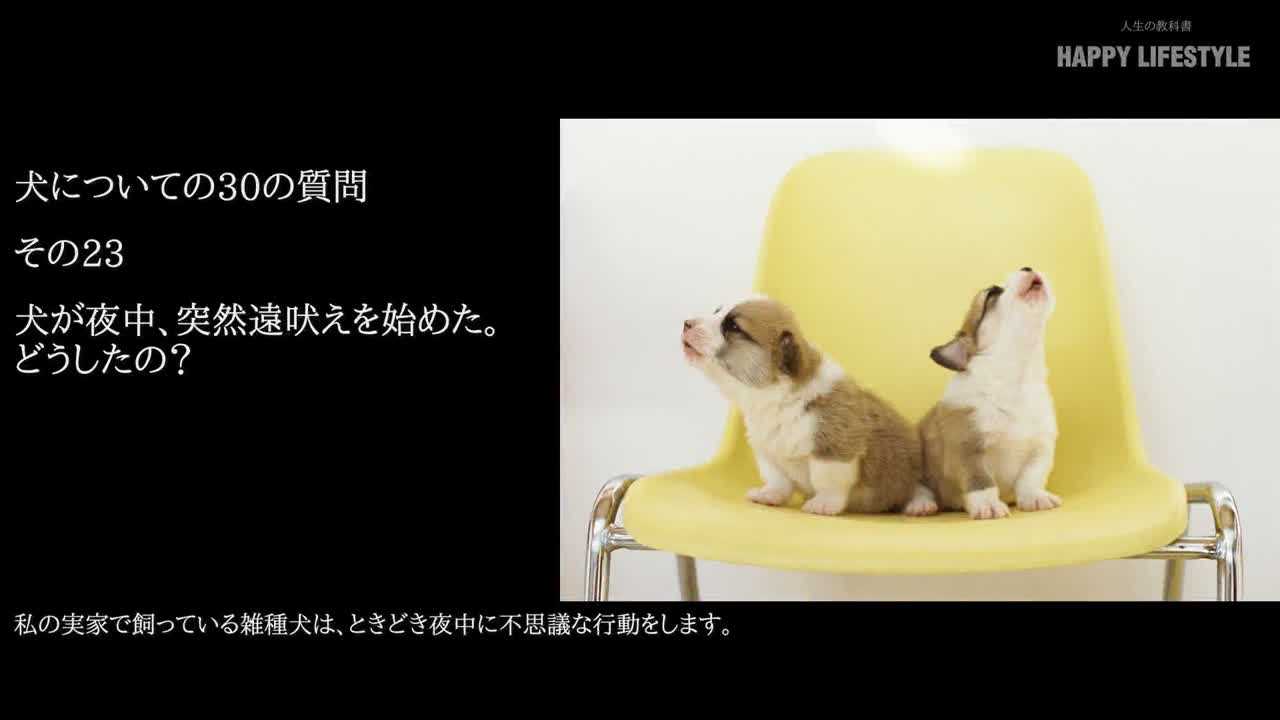 犬が夜中 突然遠吠えを始めた どうしたの 犬についての30の質問 Happy Lifestyle