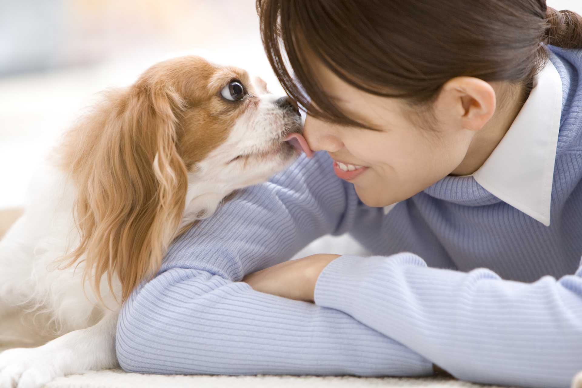 犬が足をずっとなめている 何かあったのかな 犬についての30の質問 Happy Lifestyle