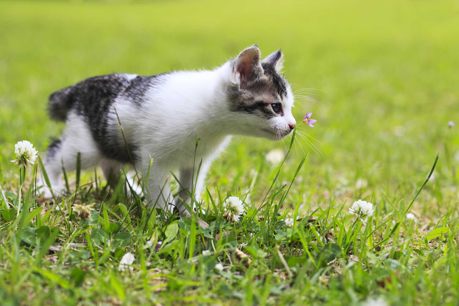 外で捕まえた獲物をわざわざ家に持ち帰るのはなぜ 猫についての30の質問 Happy Lifestyle