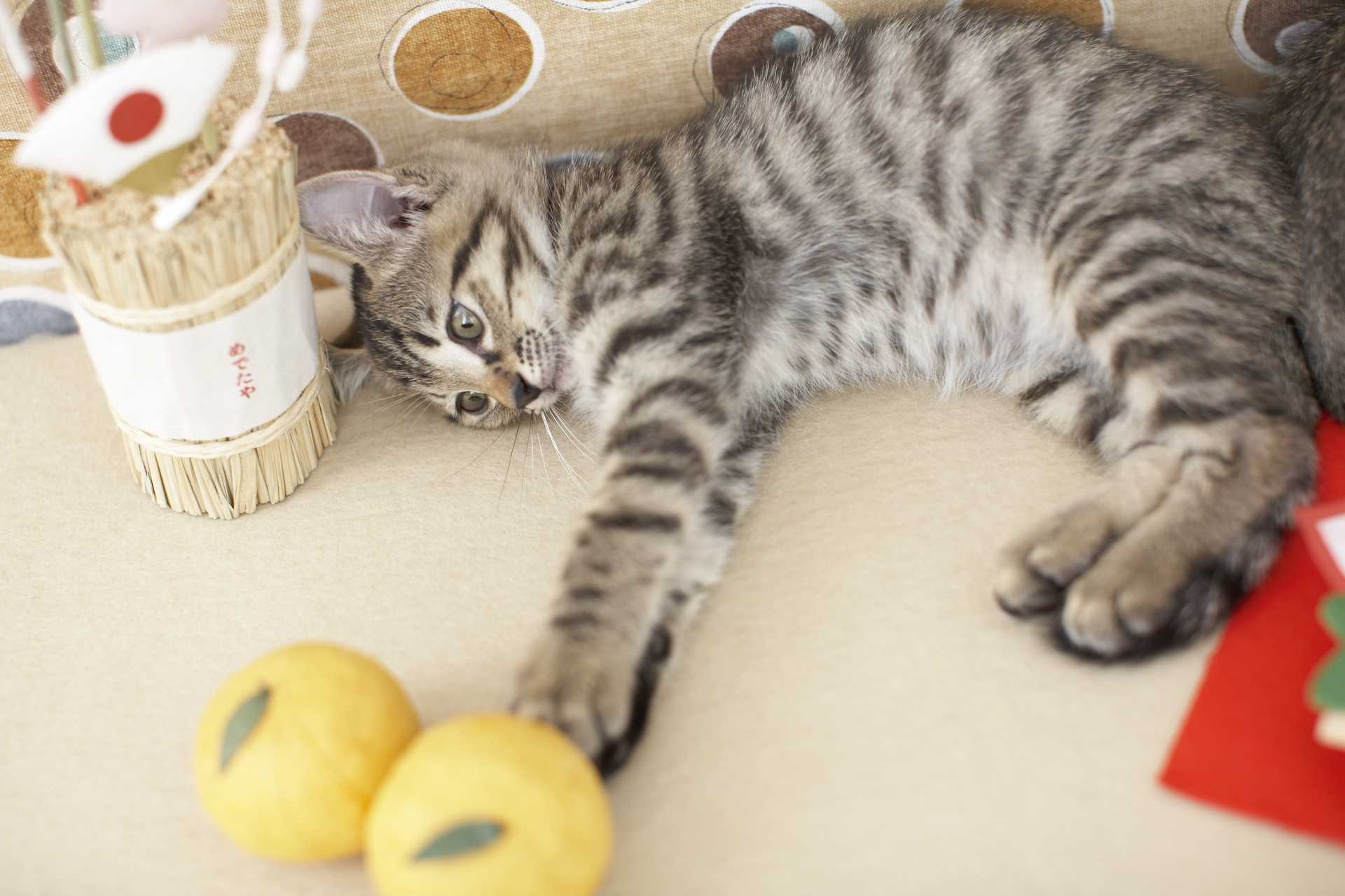 ゴキブリやハエなどを猫が食べている おいしそうに食べているけど 問題ないの 猫についての30の質問 Happy Lifestyle