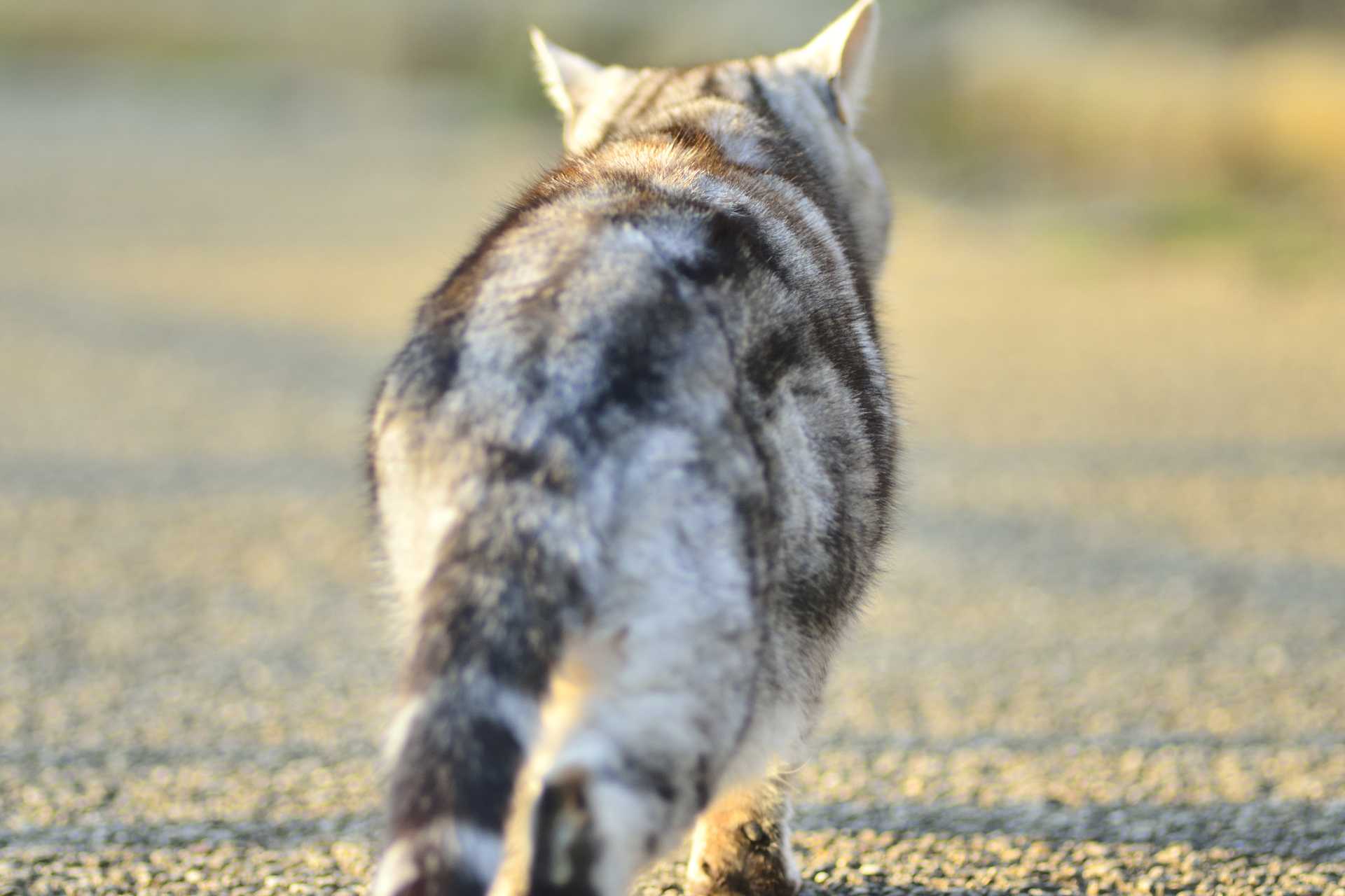 猫の体温はどこで計ればいいの 平熱はどのくらいなの 猫についての30の質問 Happy Lifestyle