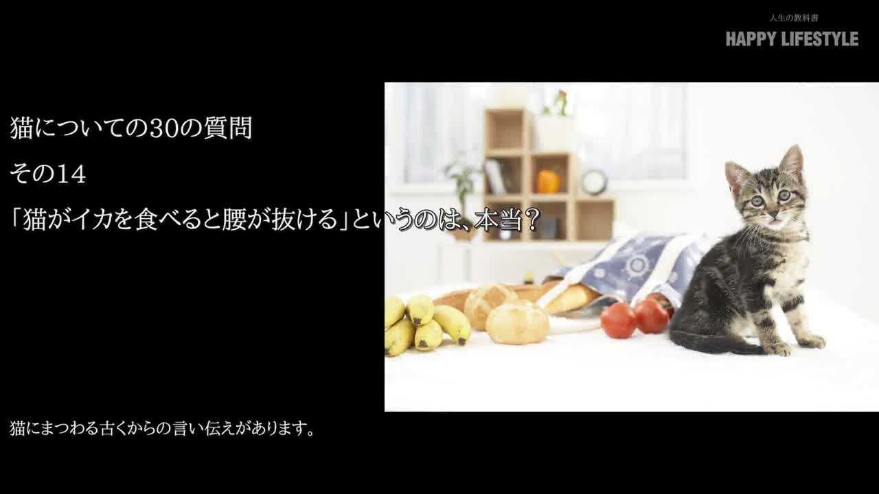 猫がイカを食べると腰が抜ける」というのは、本当？  猫についての30 