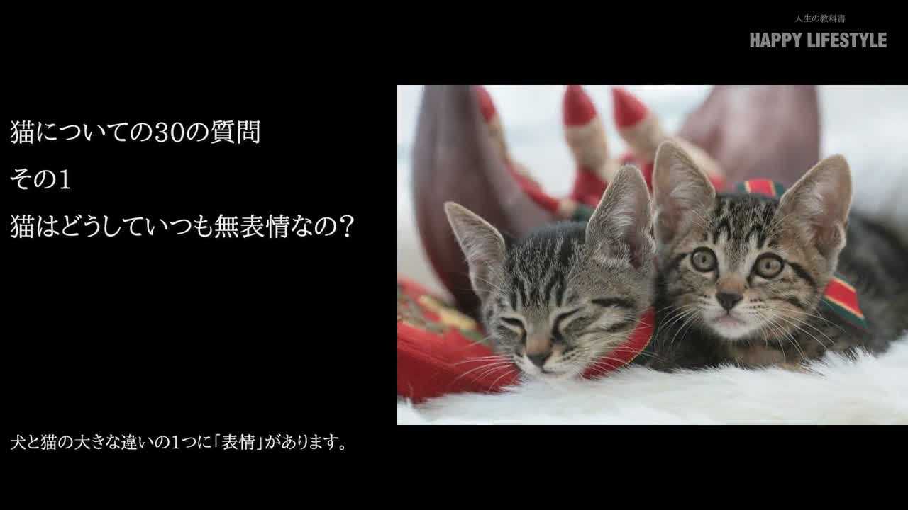 猫についての30の質問 Happy Lifestyle