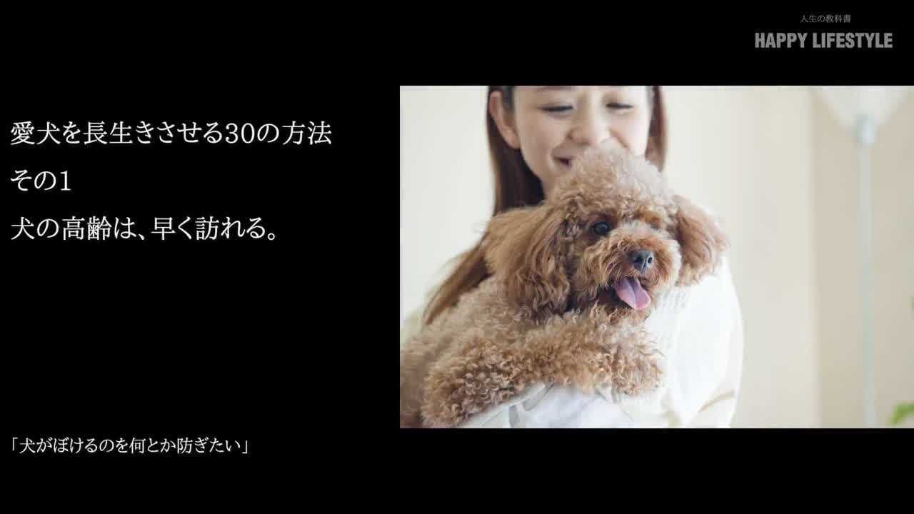 愛犬を長生きさせる30の方法 Happy Lifestyle