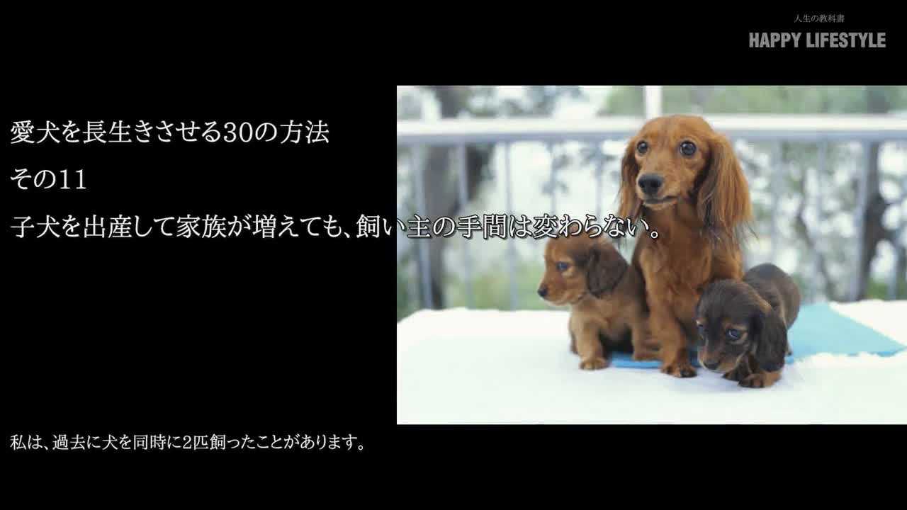 子犬を出産して家族が増えても 飼い主の手間は変わらない 愛犬を長生きさせる30の方法 Happy Lifestyle