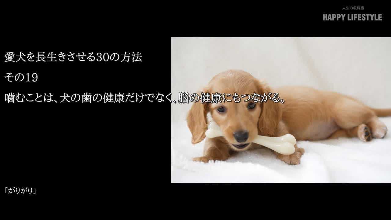 噛むことは 犬の歯の健康だけでなく 脳の健康にもつながる 愛犬を長生きさせる30の方法 Happy Lifestyle