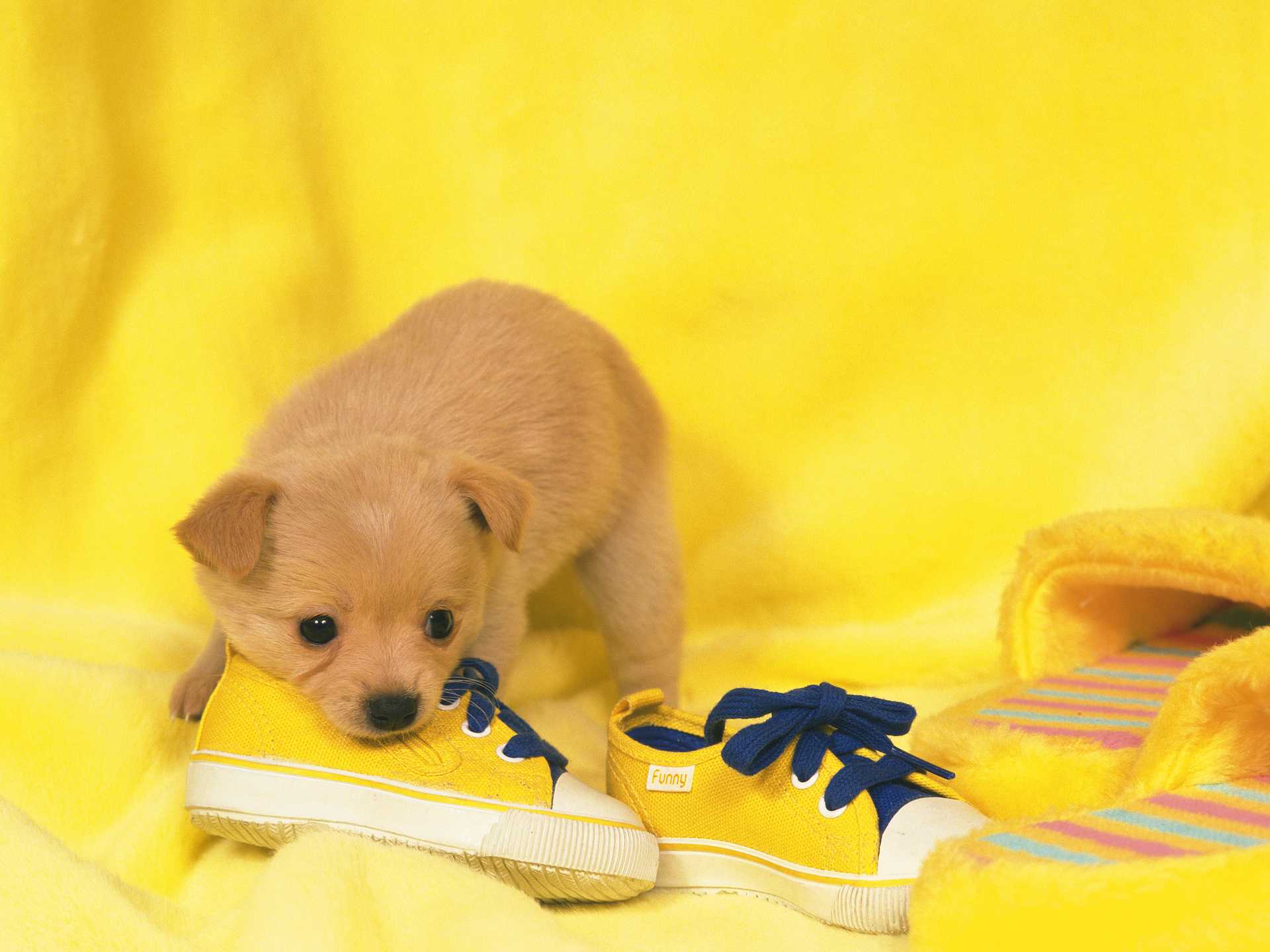 なぜ犬は 靴や靴下のようなくさいものが大好きなの 犬の気持ちが分かる30のしぐさ Happy Lifestyle