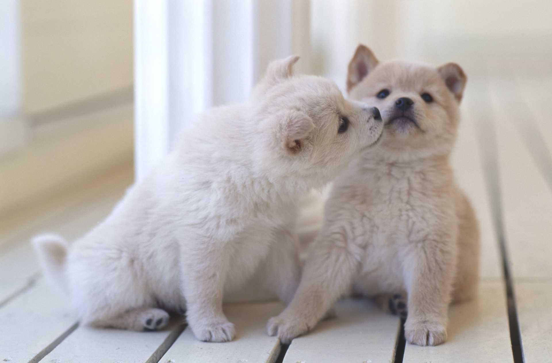 子犬同士が 本気で噛み合っている 飼い主が止めに入ったほうがいいの 犬の気持ちが分かる30のしぐさ Happy Lifestyle