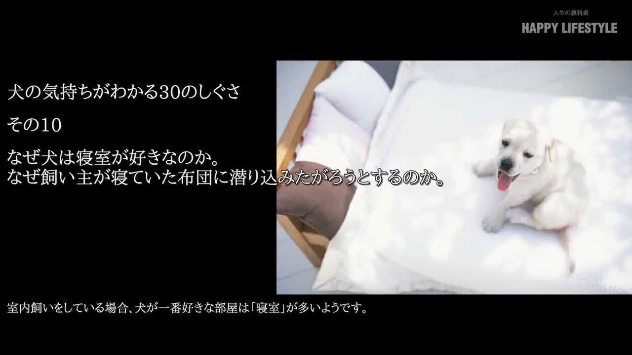 なぜ犬は寝室が好きなのか なぜ飼い主が寝ていた布団に潜り込みたがろうとするのか 犬の気持ちが分かる30のしぐさ Happy Lifestyle