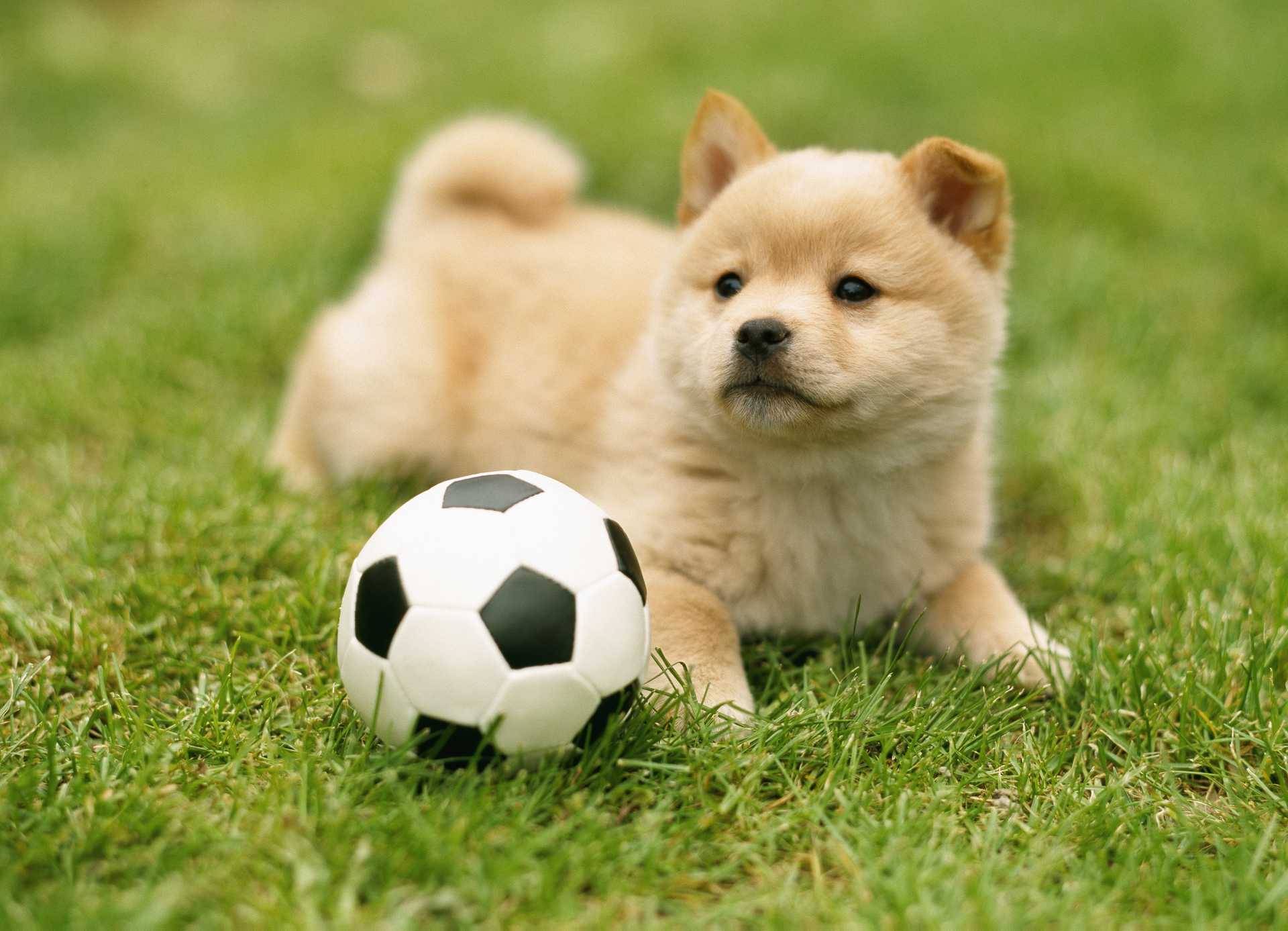 ボールを投げても無視 うちの犬はボール遊びが苦手なの 犬の気持ちがわかる30のしぐさ Happy Lifestyle