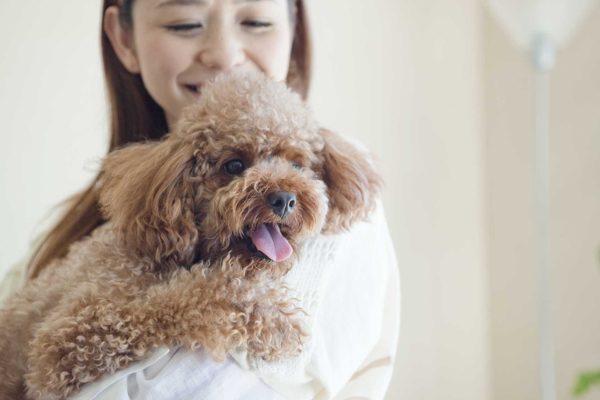 しっぽを振っているので近づいたら 急に吠えられた 歓迎されているわけじゃないの 犬の気持ちが分かる30のしぐさ Happy Lifestyle