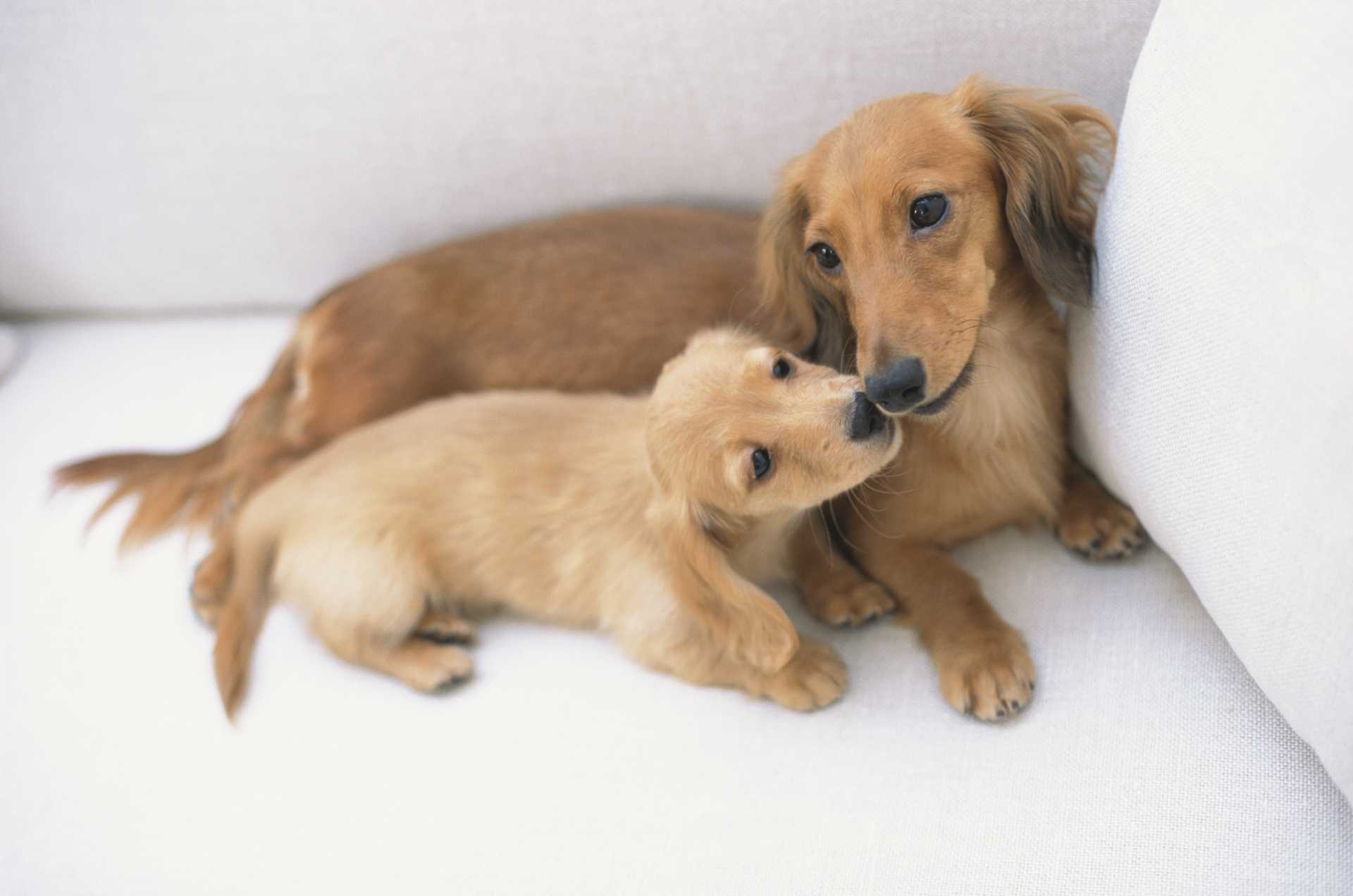 自分が生んだ子犬なのに 急に子育てを放棄し始めた 子犬が嫌いになったの 犬の気持ちが分かる30のしぐさ Happy Lifestyle