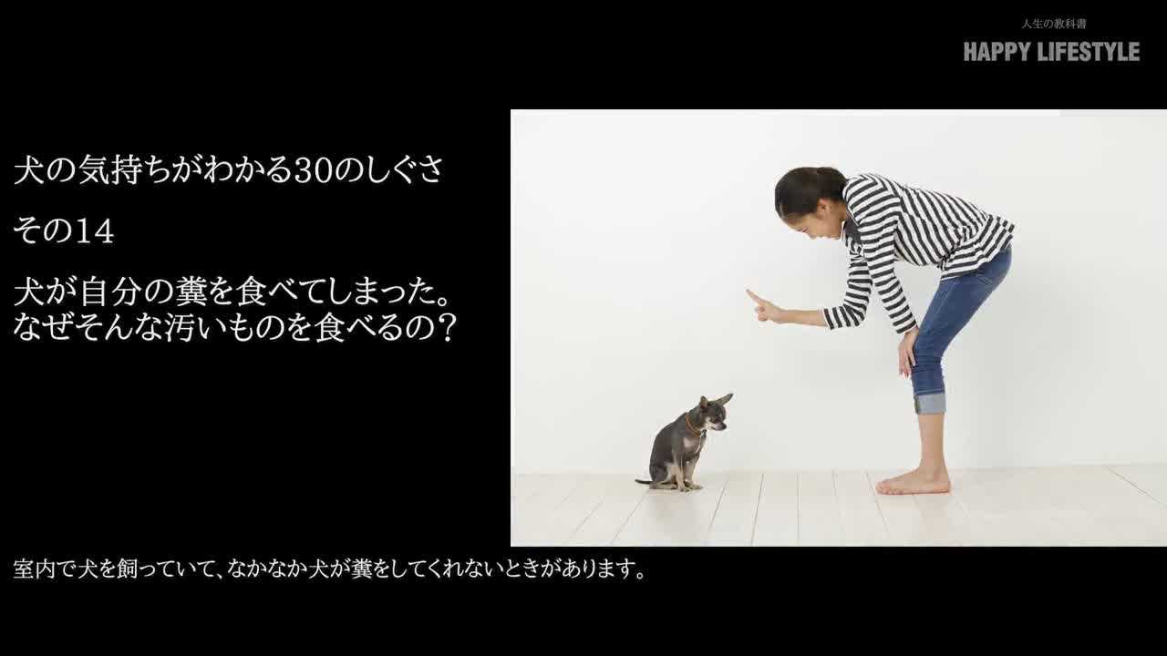 犬が自分の糞を食べてしまった なぜそんな汚いものを食べるの 犬の気持ちが分かる30のしぐさ Happy Lifestyle