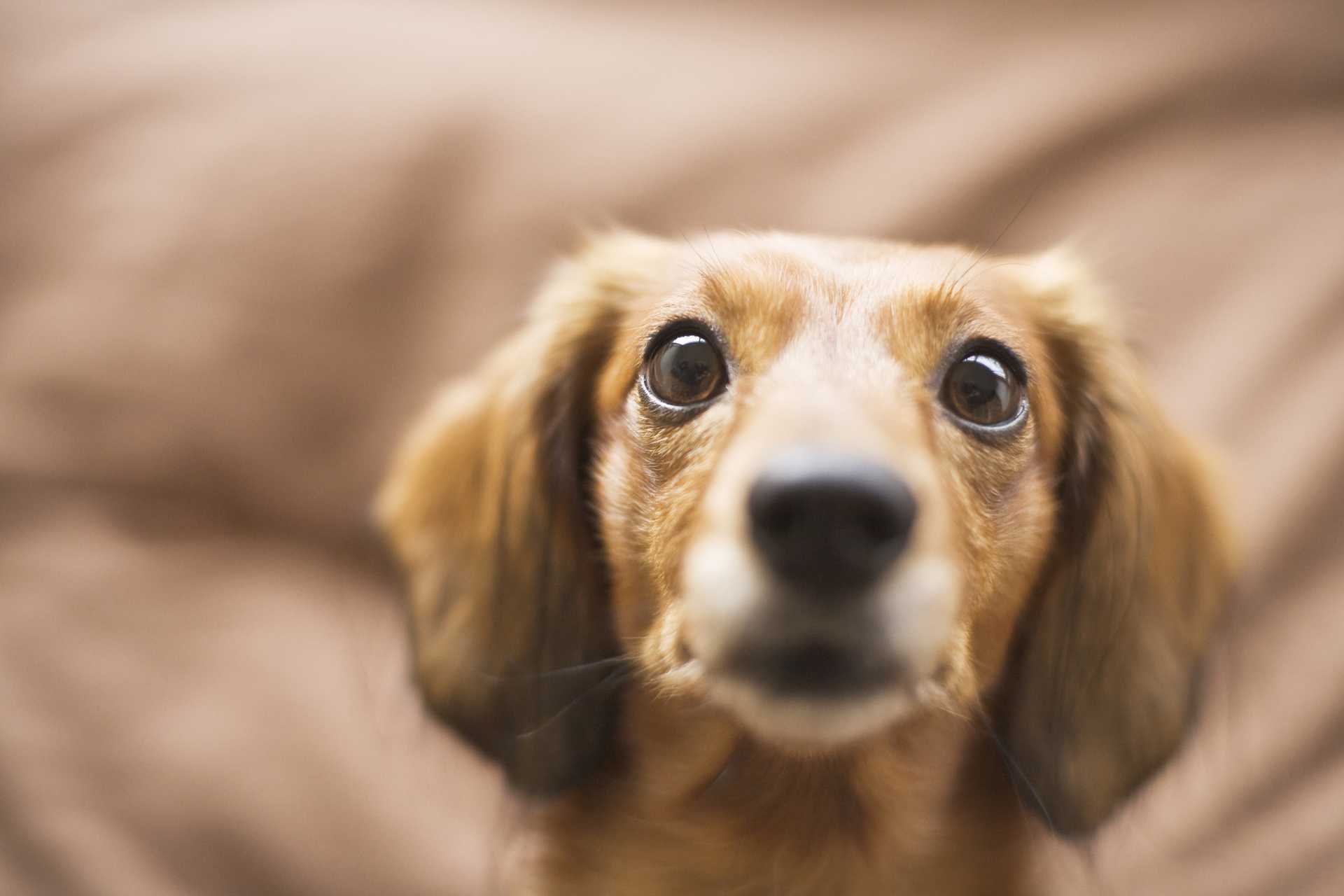 夕暮れ時に 犬の目がきらりと光った 犬の目は光るようにできているの 犬の気持ちが分かる30のしぐさ Happy Lifestyle