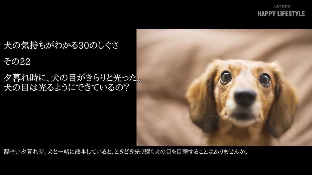 夕暮れ時に 犬の目がきらりと光った 犬の目は光るようにできているの 犬の気持ちが分かる30のしぐさ Happy Lifestyle