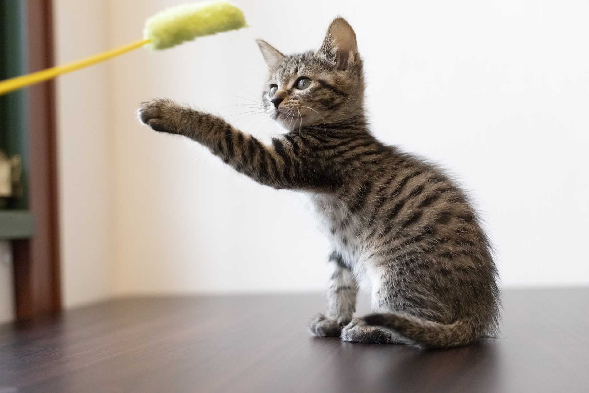 猫 邪魔 し て くる