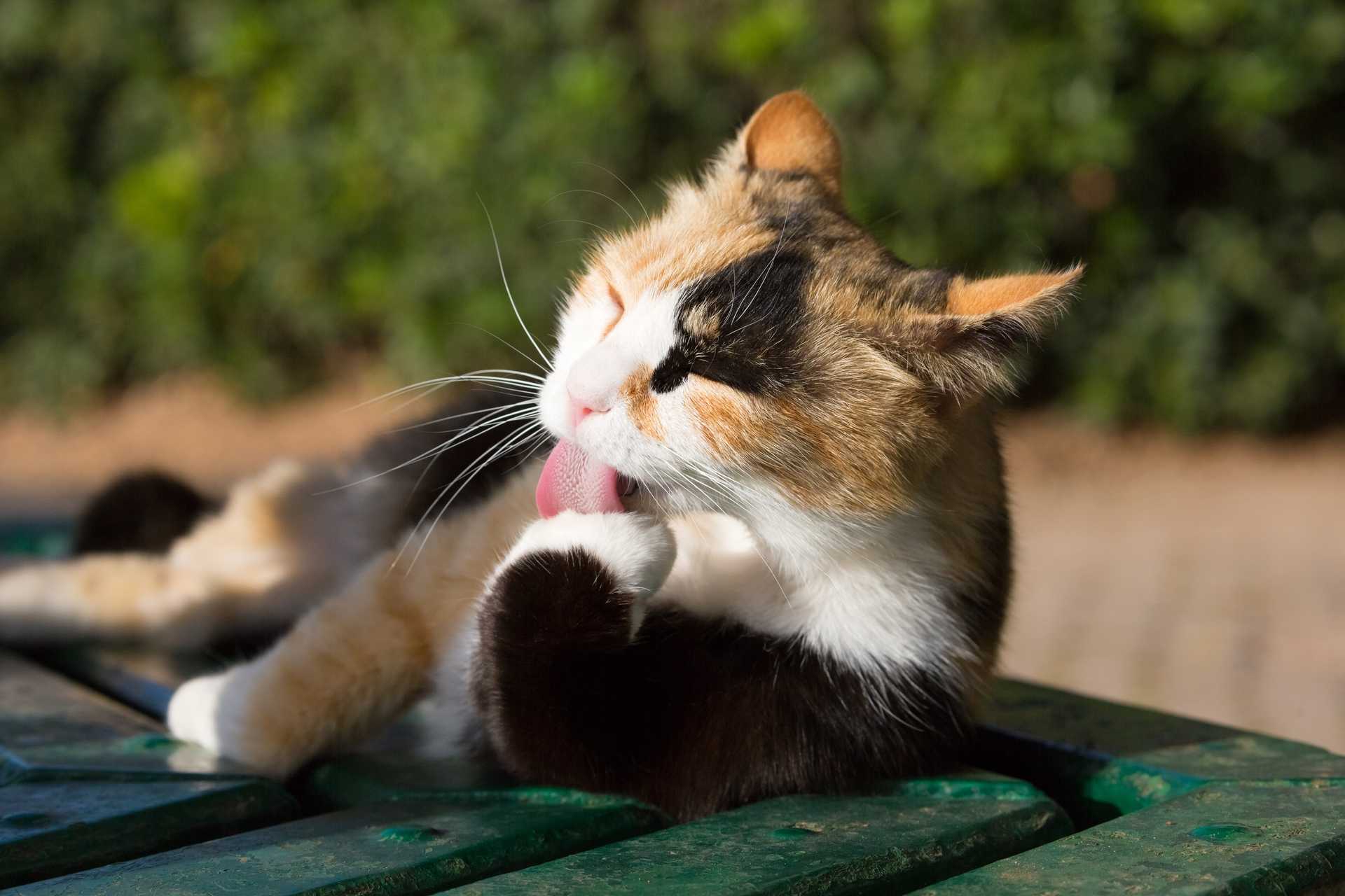 ときどき猫が舌を出したままじっとしている 舌の調子が悪いの 猫の気持ちが分かる30のしぐさ Happy Lifestyle