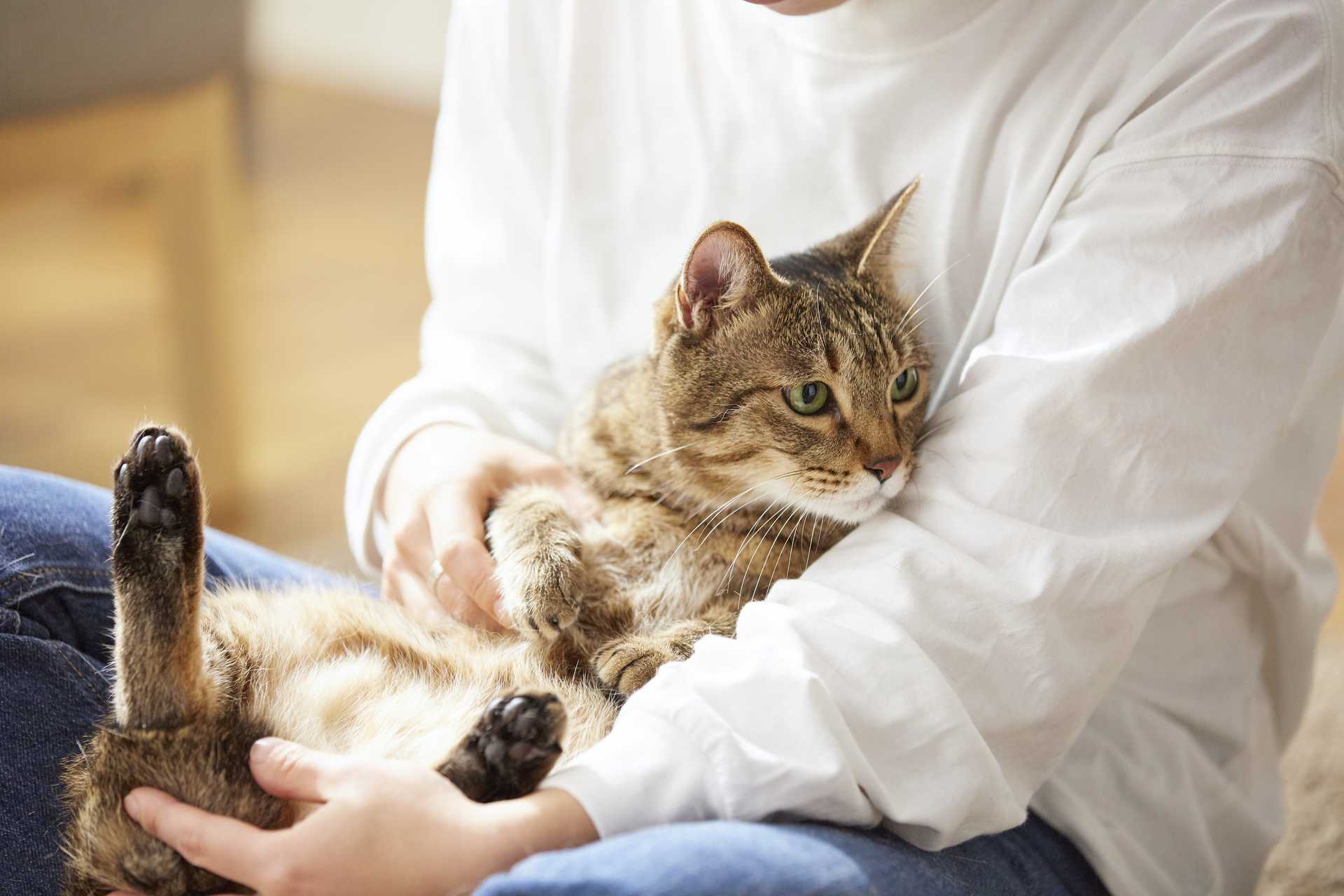 猫が飼い主の足に体をこすりつける。これは甘えている証拠なの？  猫 