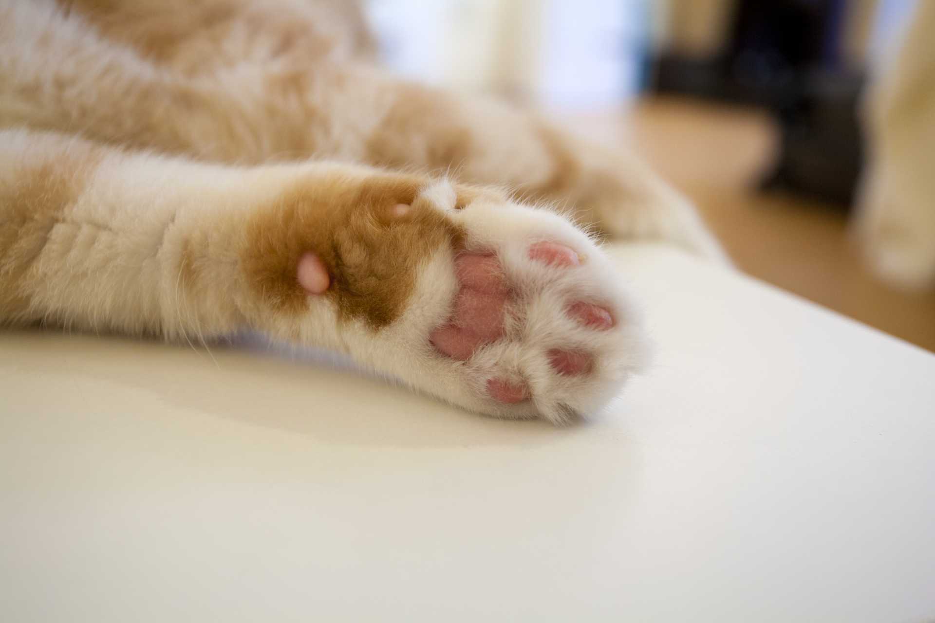 猫が歩いていると 足跡がついている 猫の足の裏が湿っているのはなぜ 猫の気持ちが分かる30のしぐさ Happy Lifestyle