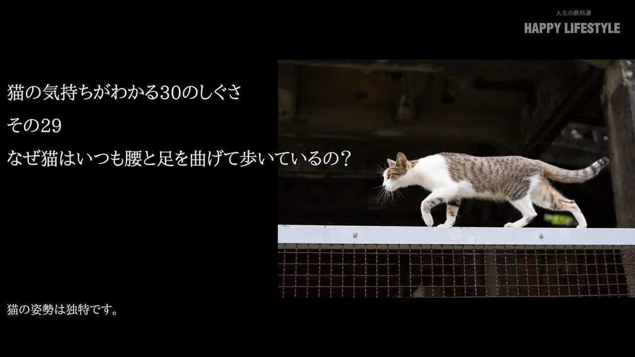 なぜ猫はいつも腰と足を曲げて歩いているの 猫の気持ちが分かる30のしぐさ Happy Lifestyle