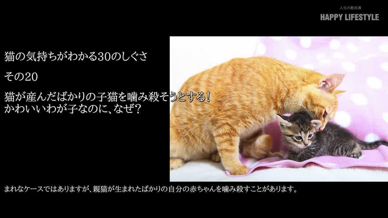 猫が産んだばかりの子猫を噛み殺そうとする かわいいわが子なのに なぜ 猫の気持ちが分かる30のしぐさ Happy Lifestyle